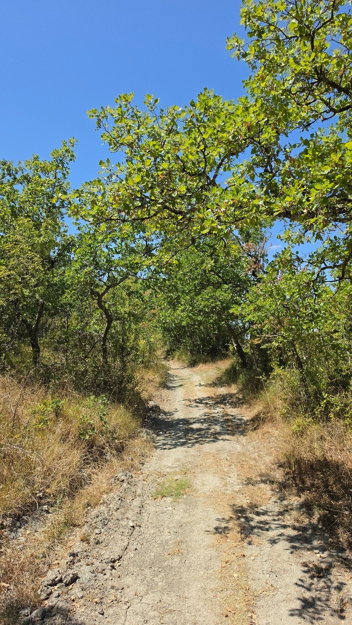 Colle di Val d'Elsa