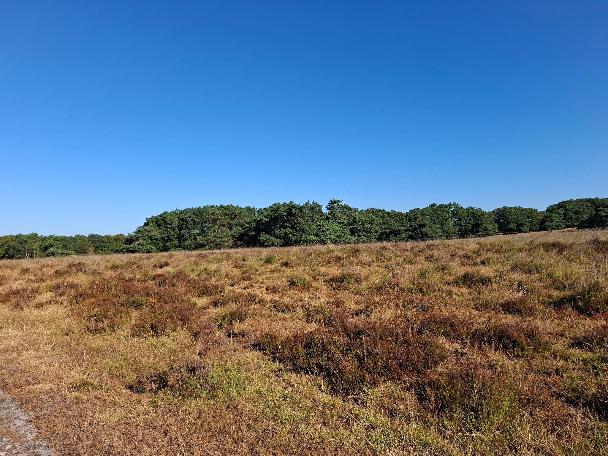 Rozendaal