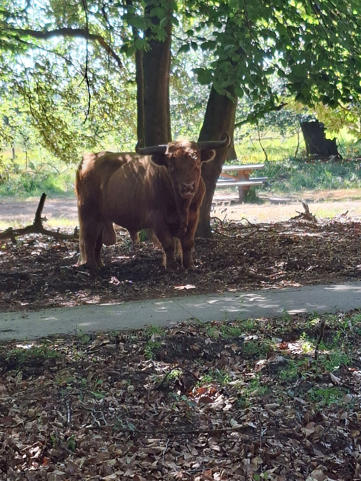 Natuurwandeling oorlogsgeschiedenis Veluwezoom