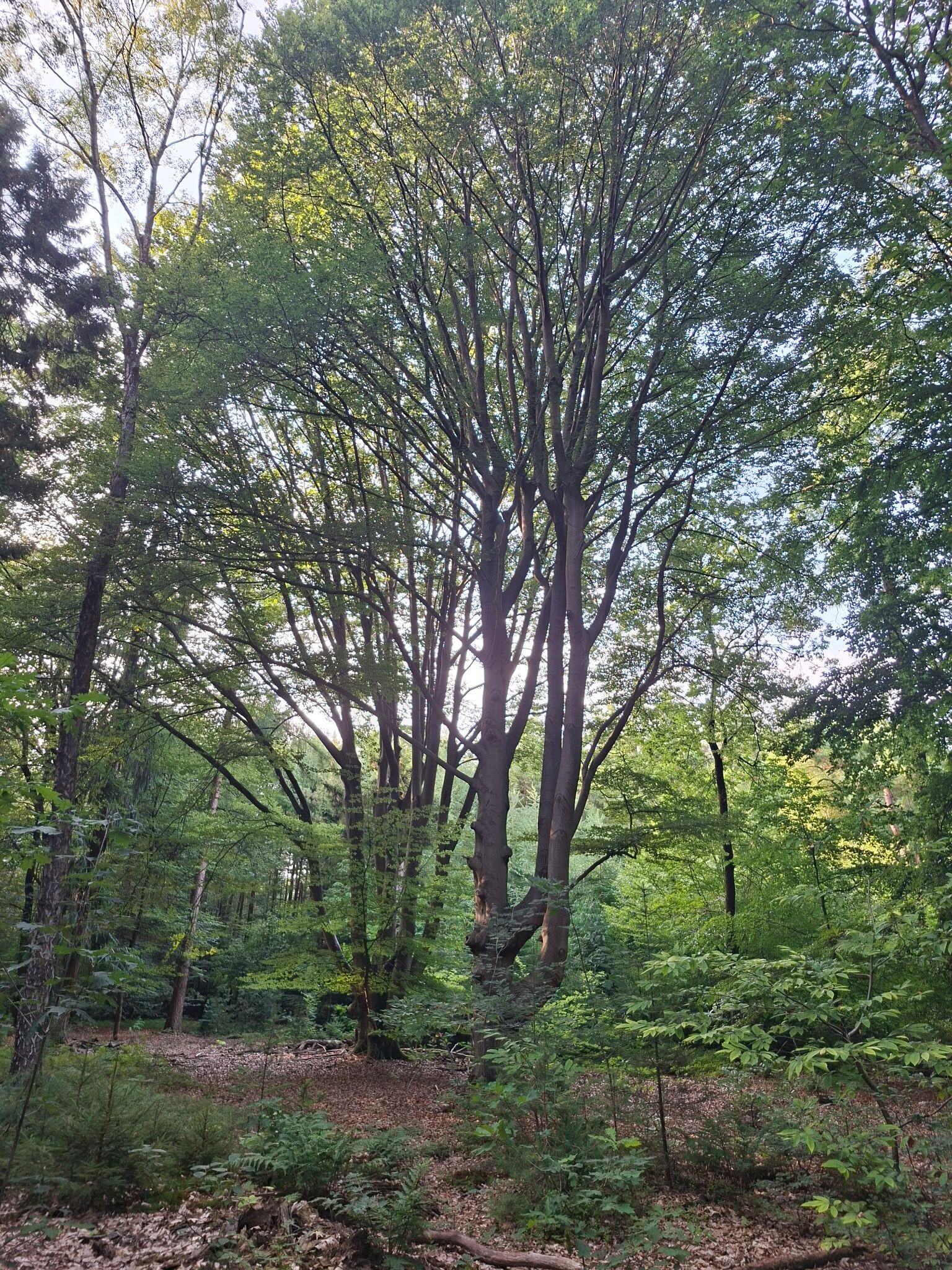 Kranenkamp - Geel