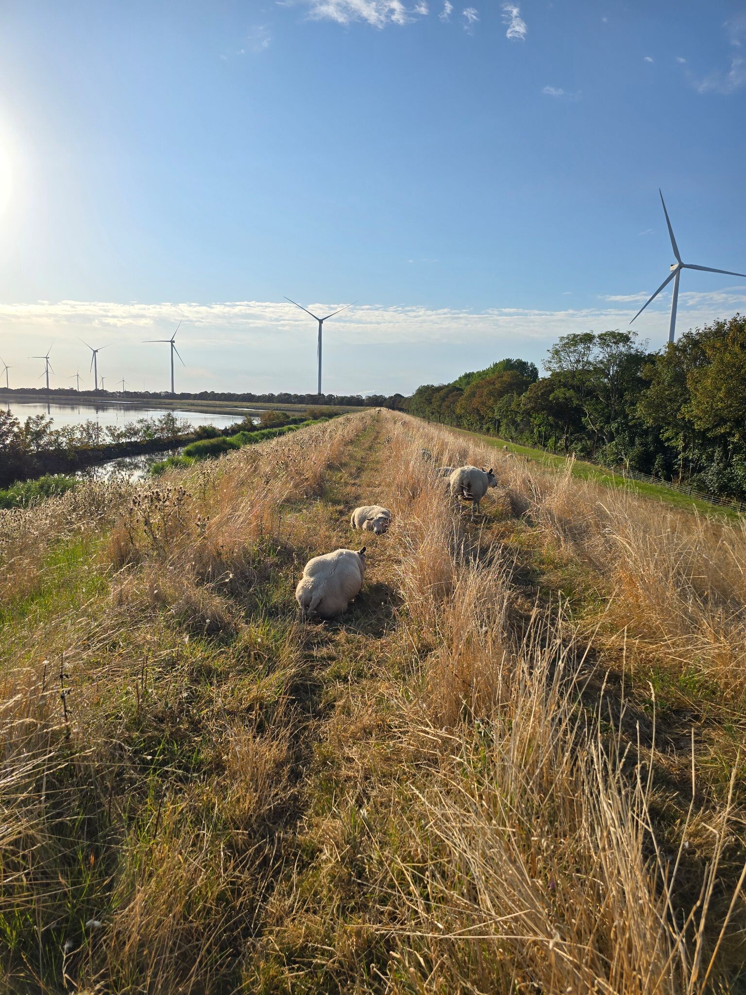 Wieringerwaard - Westerland - Ziltepad etappe 4