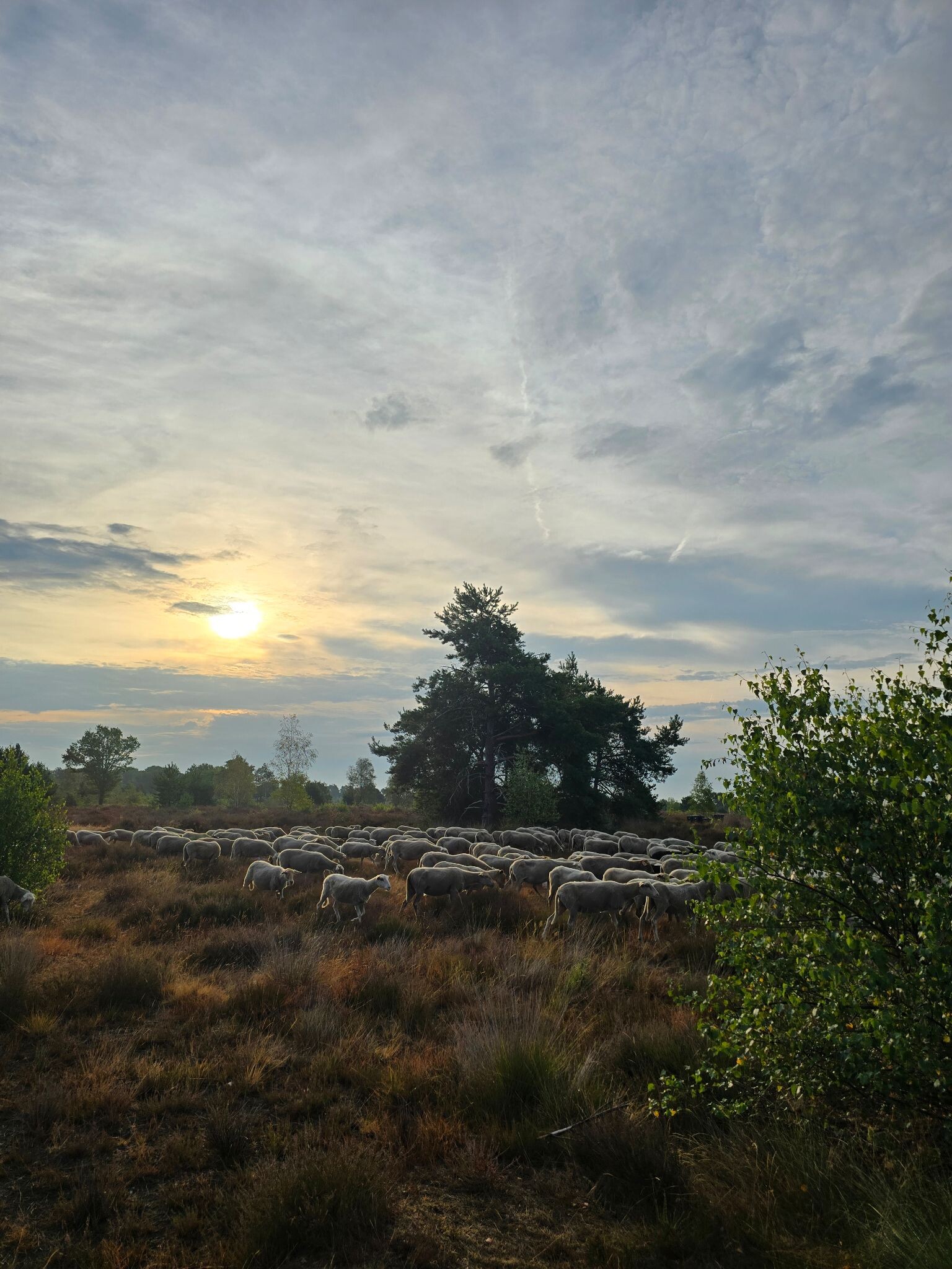 Wandelroute Heideakkerroute