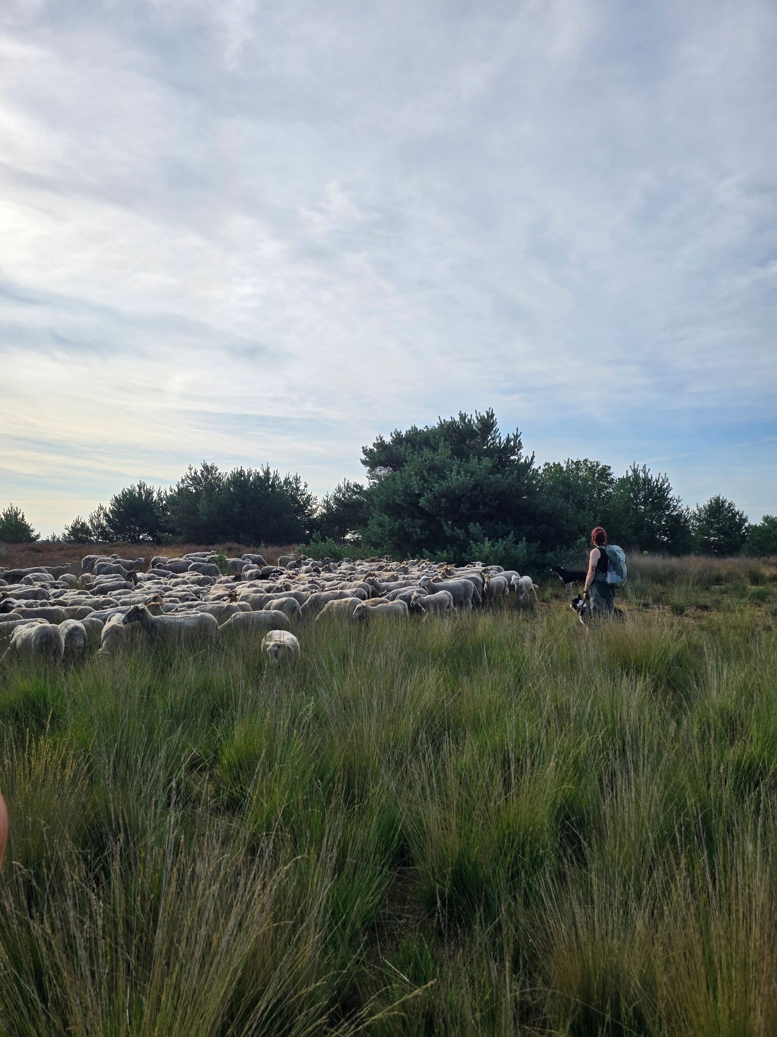 Een ochtend op pad met de schaapherder
