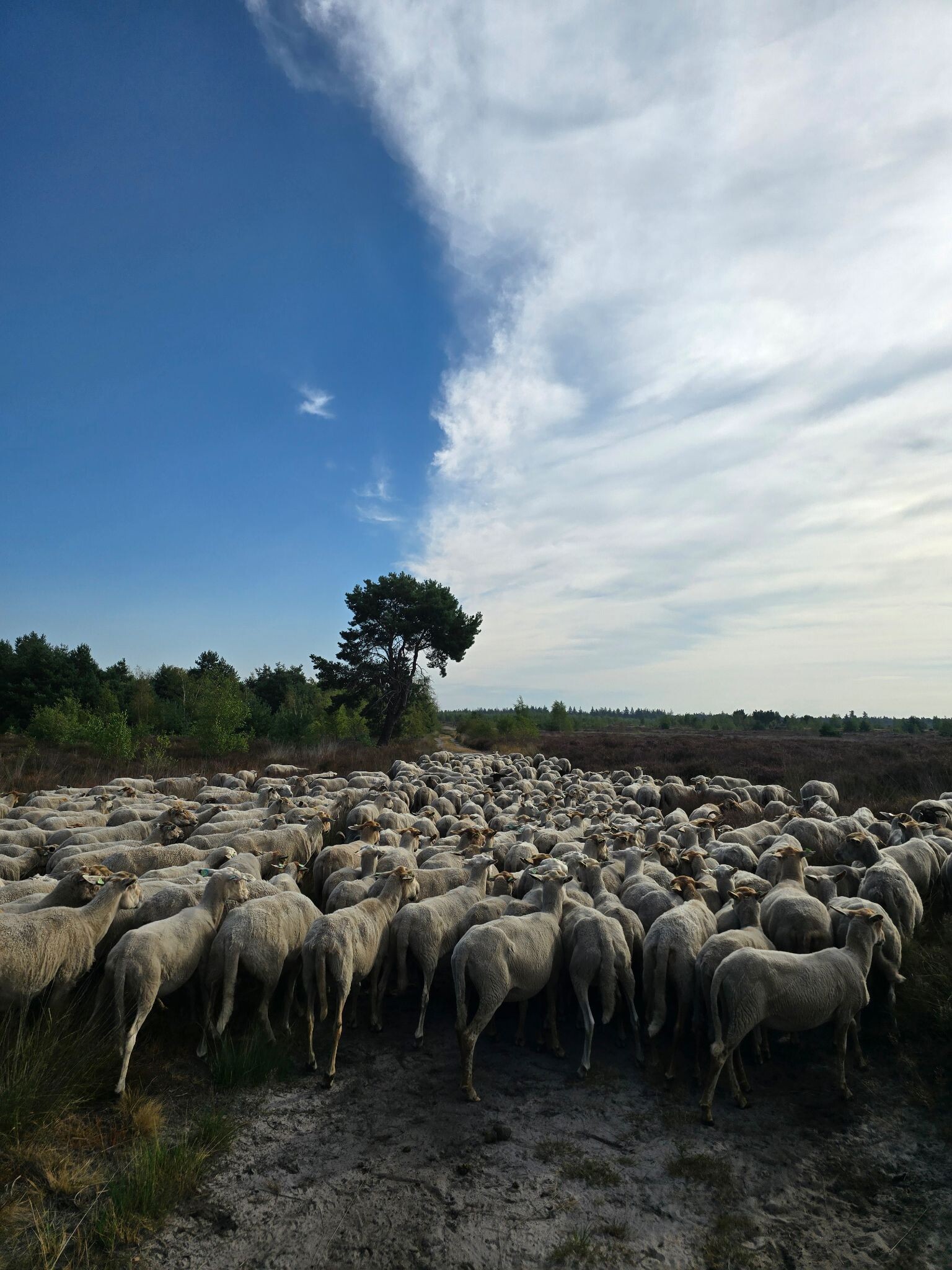 Wandelroute Stuifzandroute Strabrechtse Heide