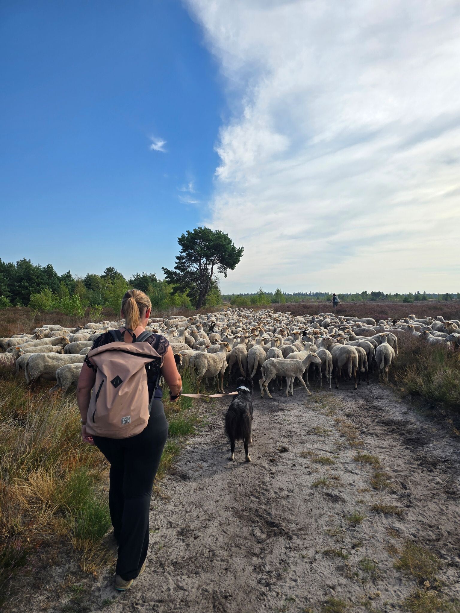 Wandelroute Stuifzandroute Strabrechtse Heide