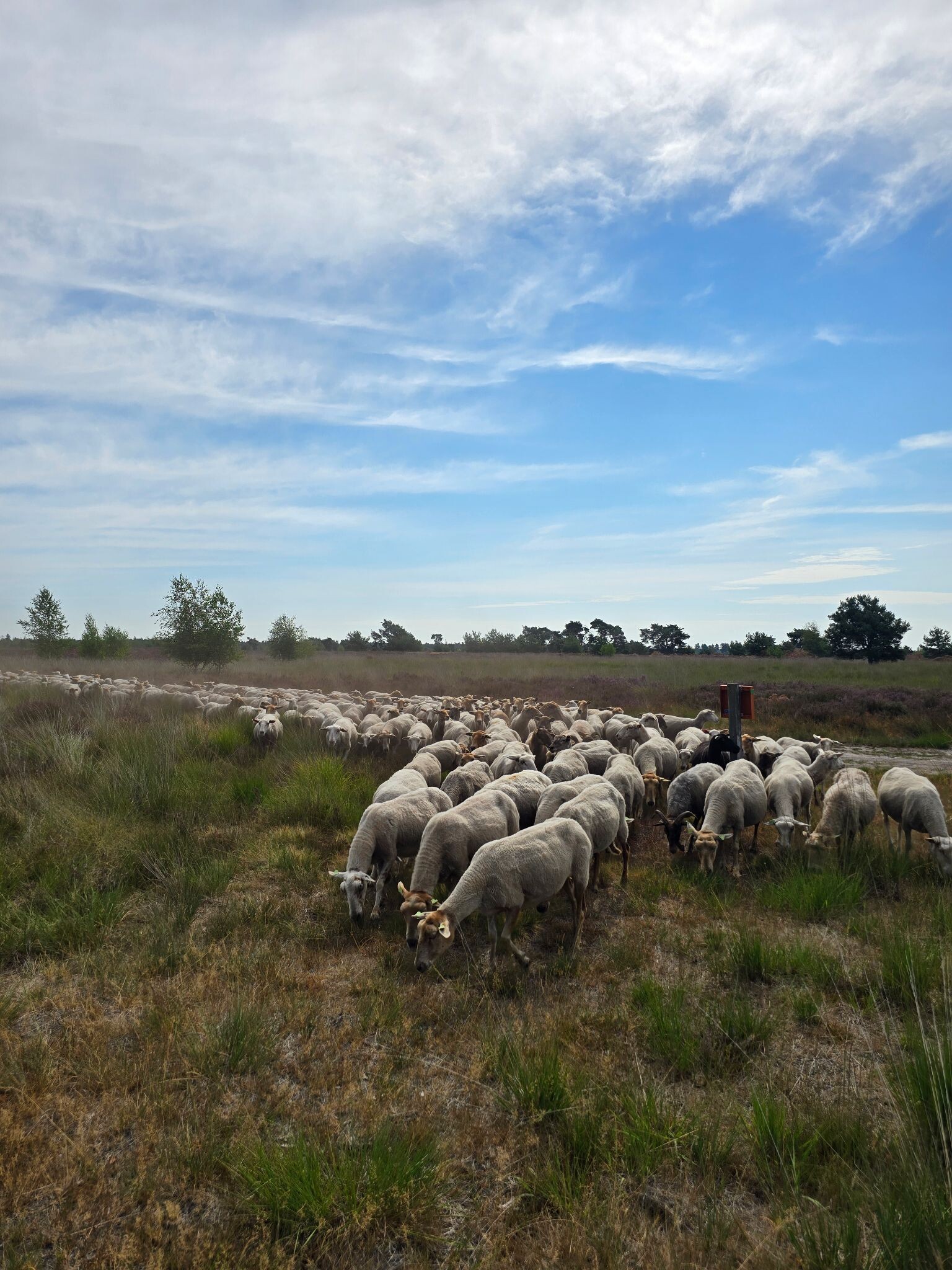 Wandelroute Stuifzandroute Strabrechtse Heide