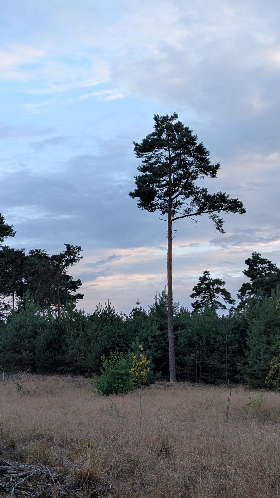 Avondwandeling vanaf Wylderwoods