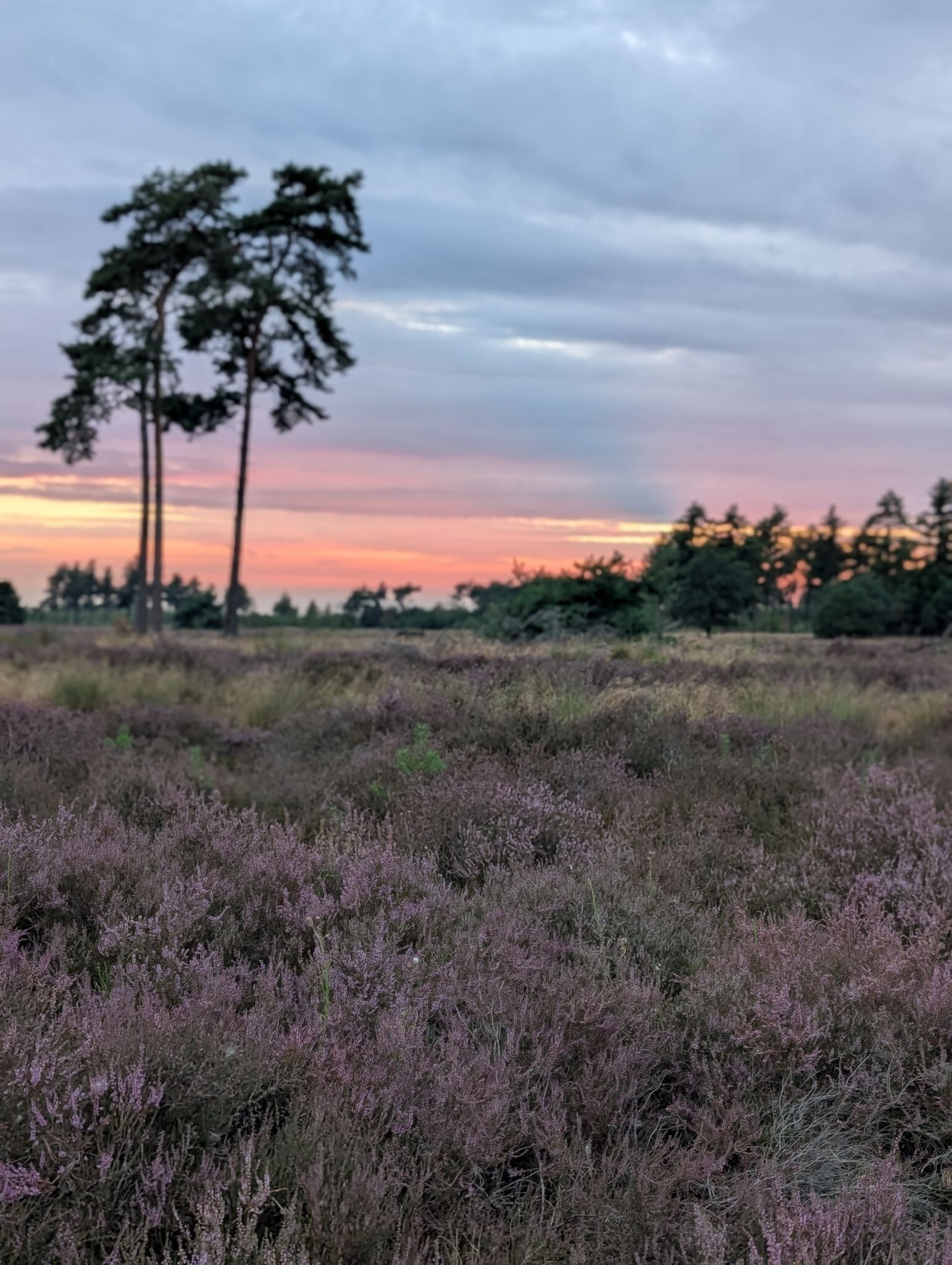 Avondwandeling vanaf Wylderwoods