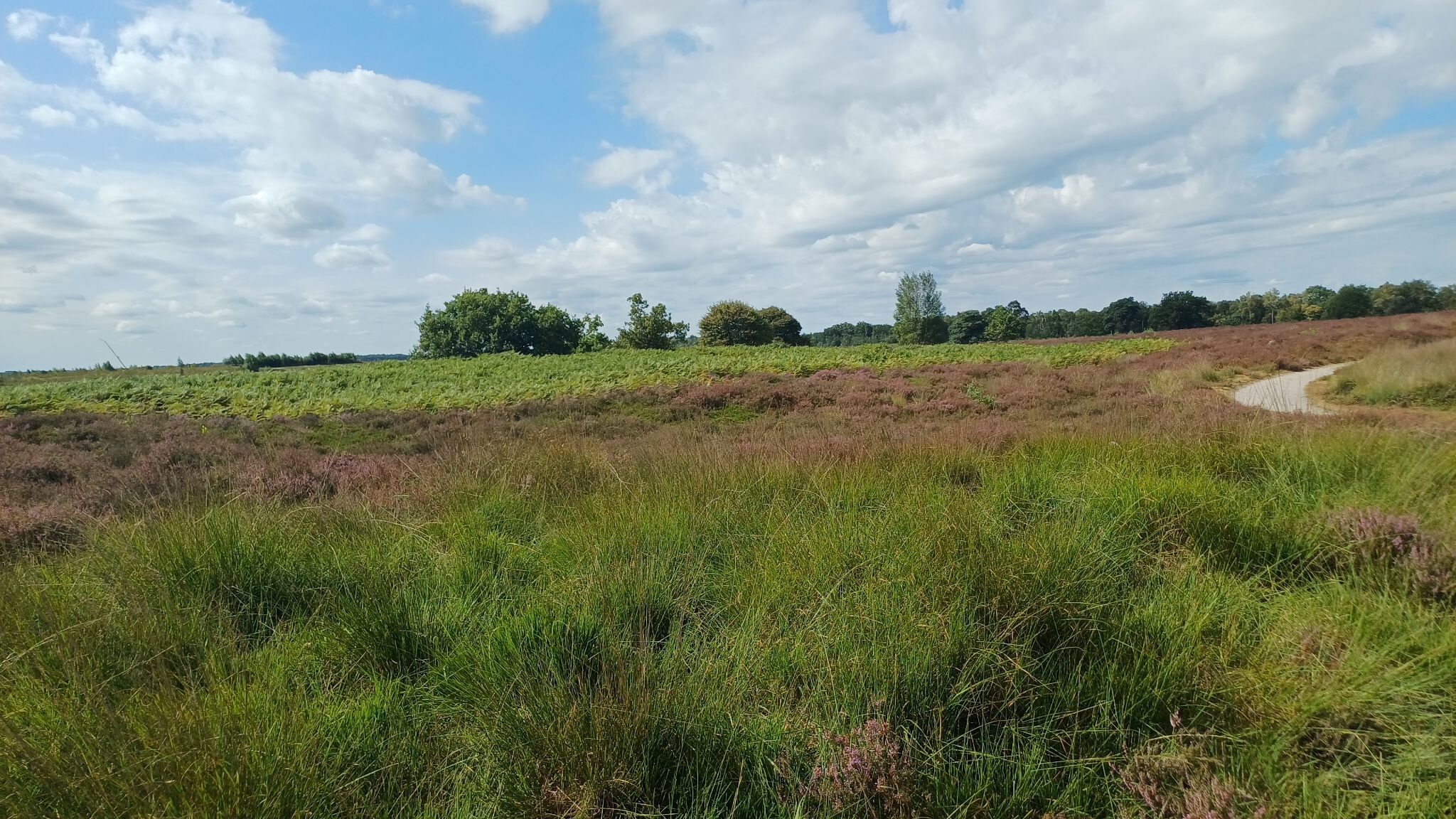 Engbertsdijksvenen
