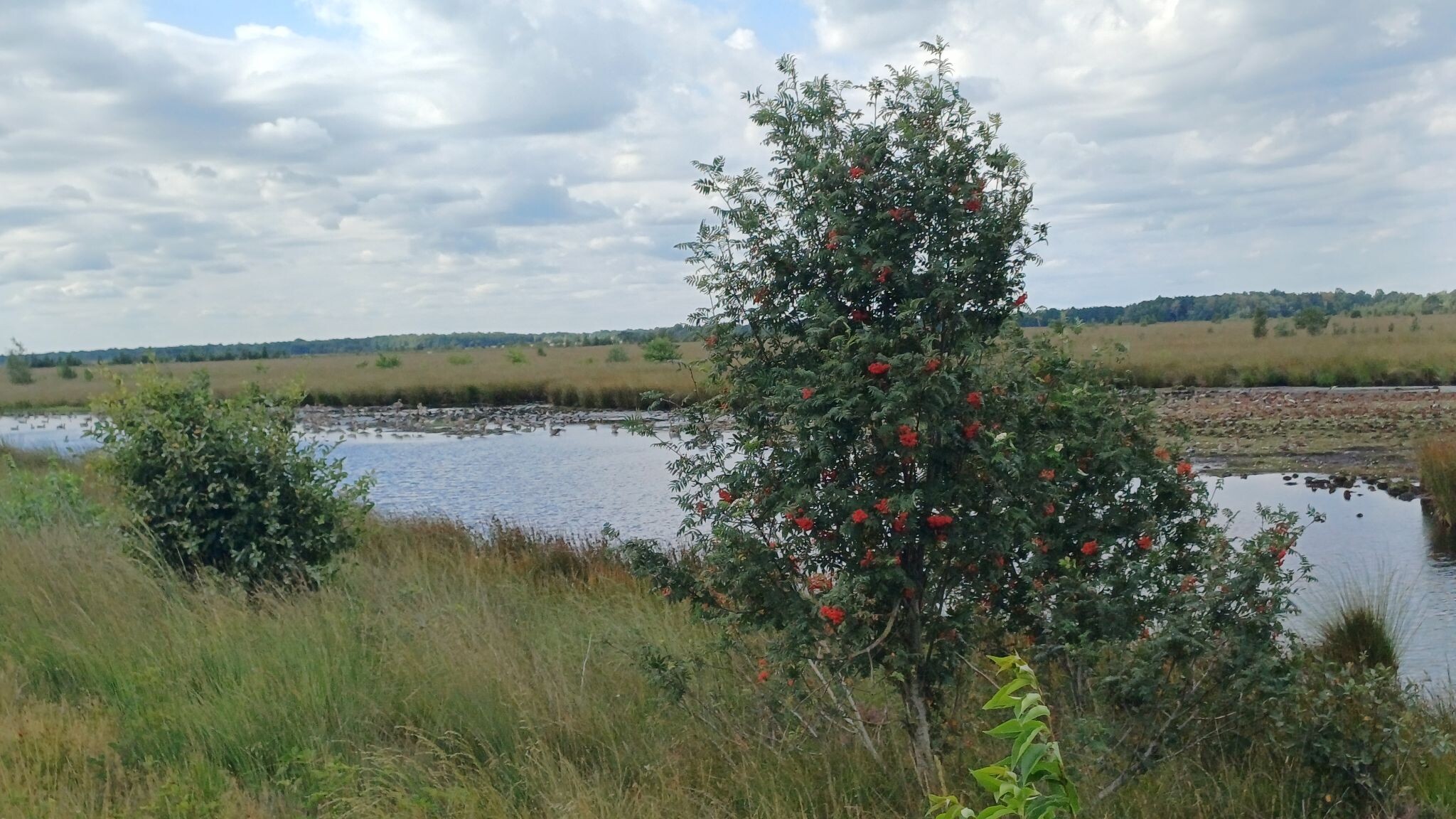 Engbertsdijksvenen