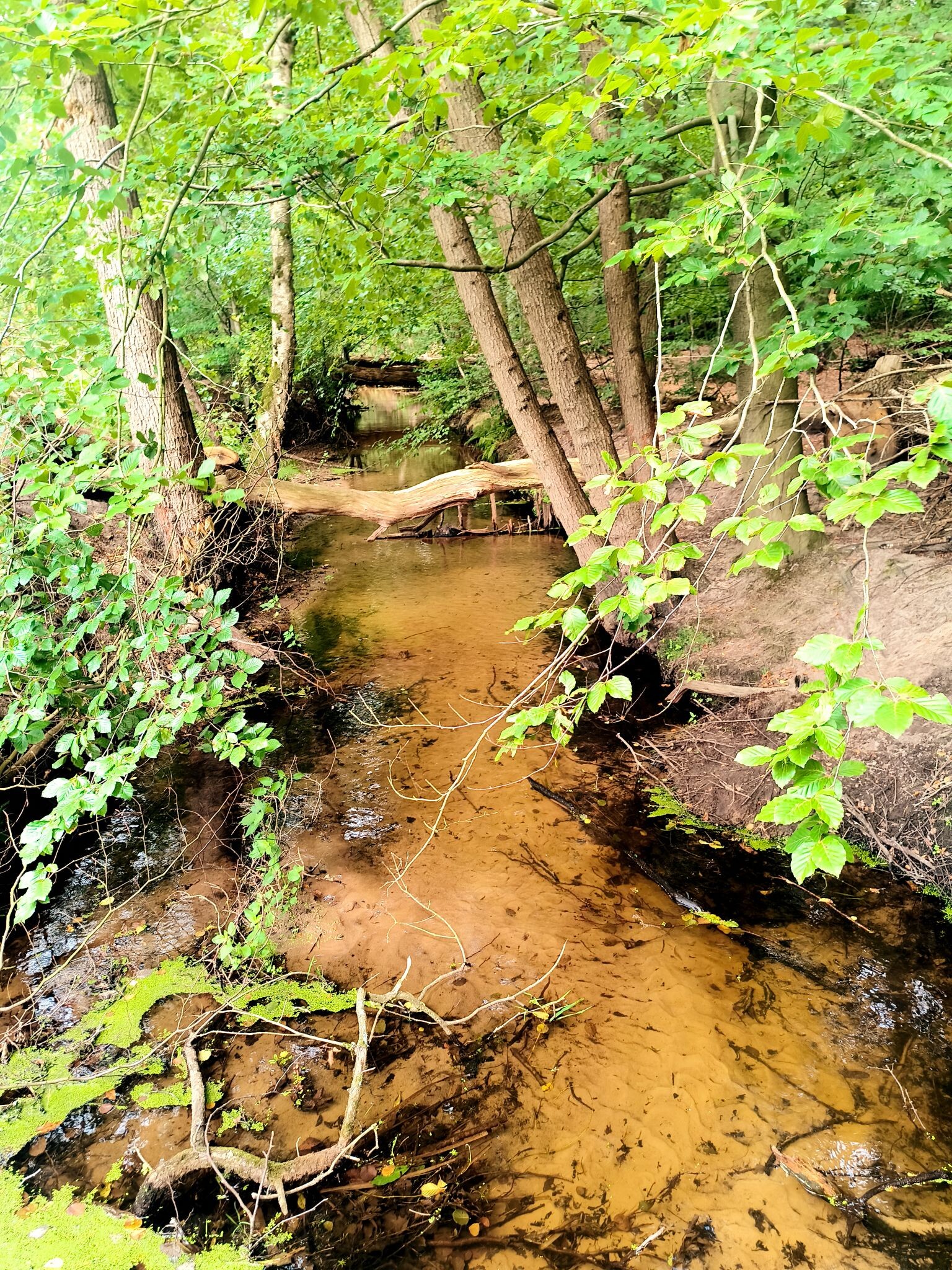 Ommetje van OERRR in Leuvenumse bossen
