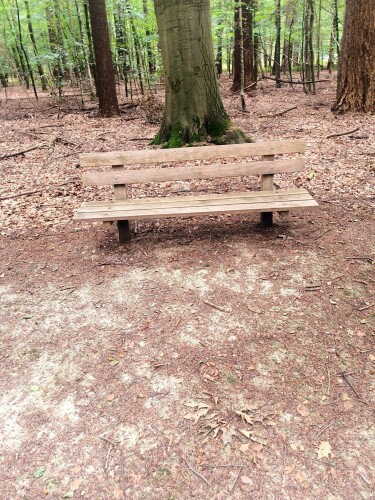 Wandelroute Leuvenumse Bossen bij Ermelo