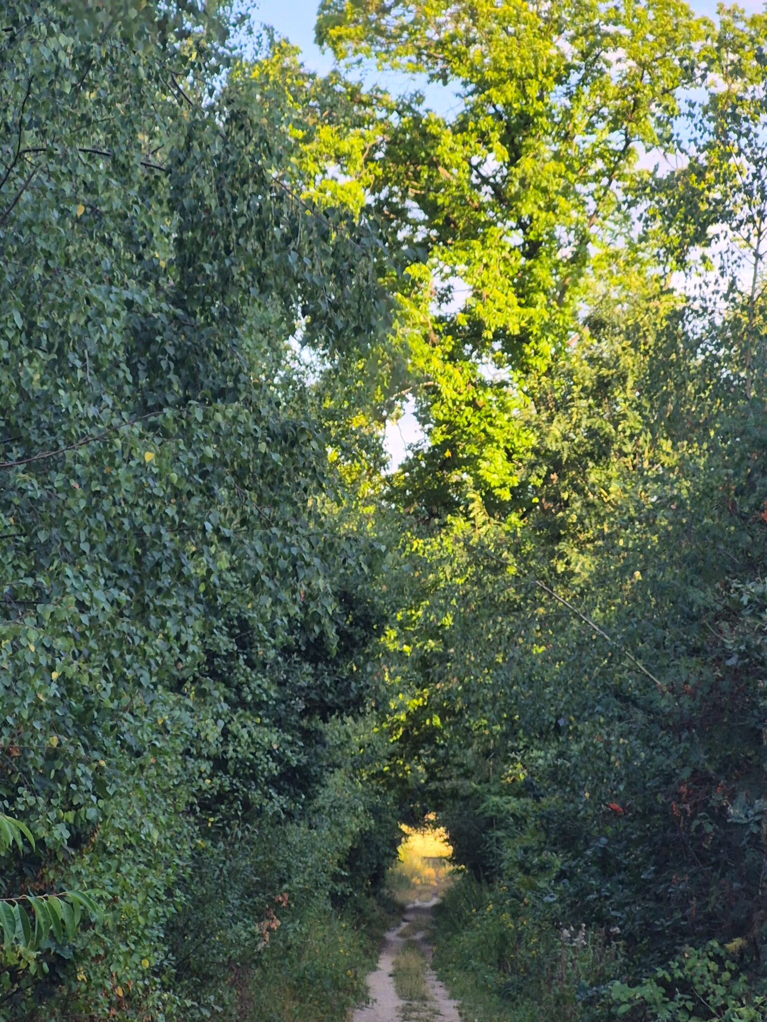 Hardlooproute Bergherbos in Beek, vlak bij Doetinchem