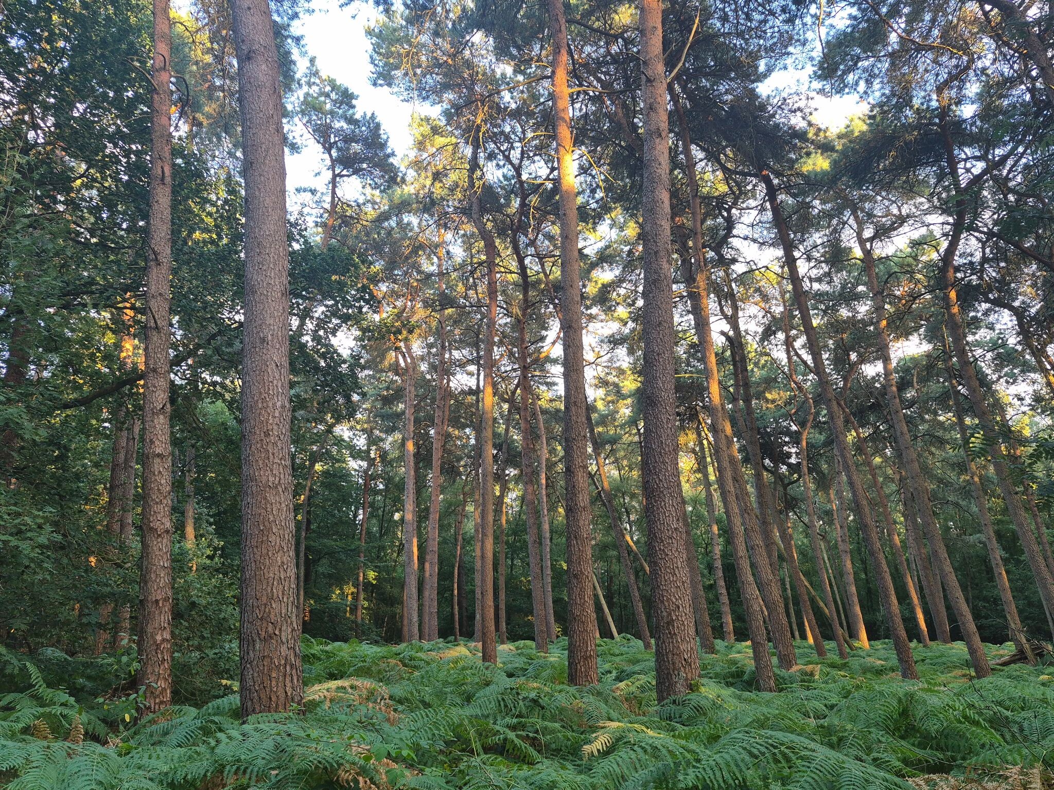 Hardlooproute Bergherbos in Beek, vlak bij Doetinchem