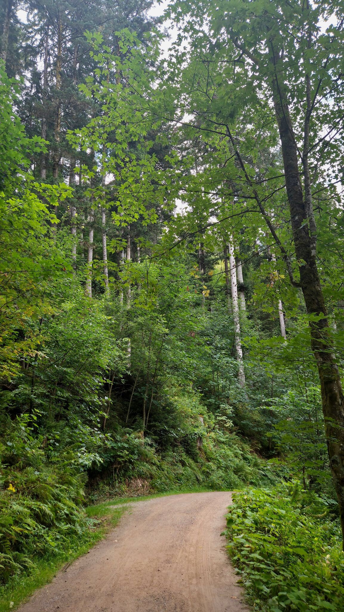 Heimatpfad Hochschwarzwald von Hinterzarten durch die Ravennaschlucht