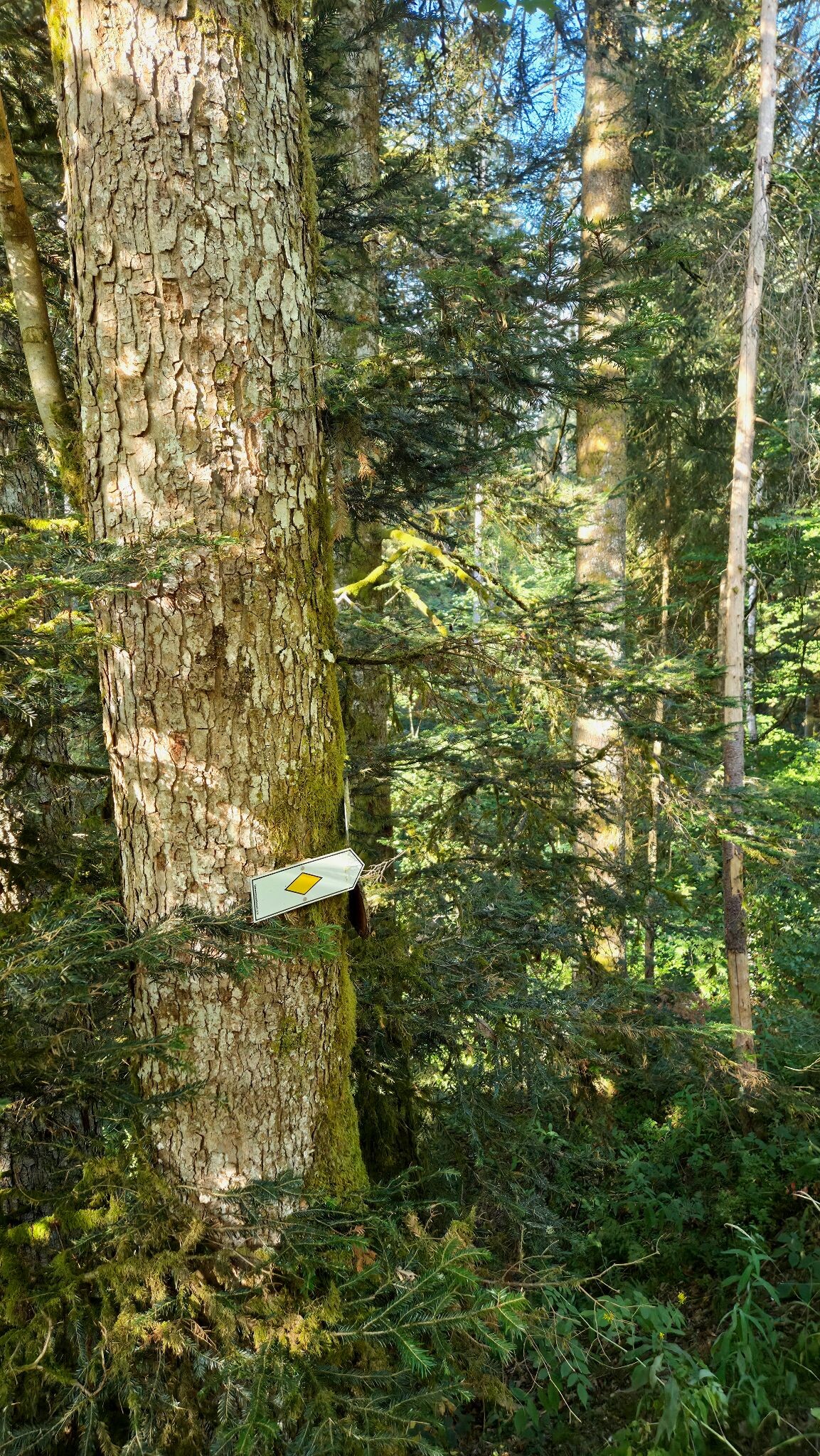 Heimatpfad Hochschwarzwald von Hinterzarten durch die Ravennaschlucht