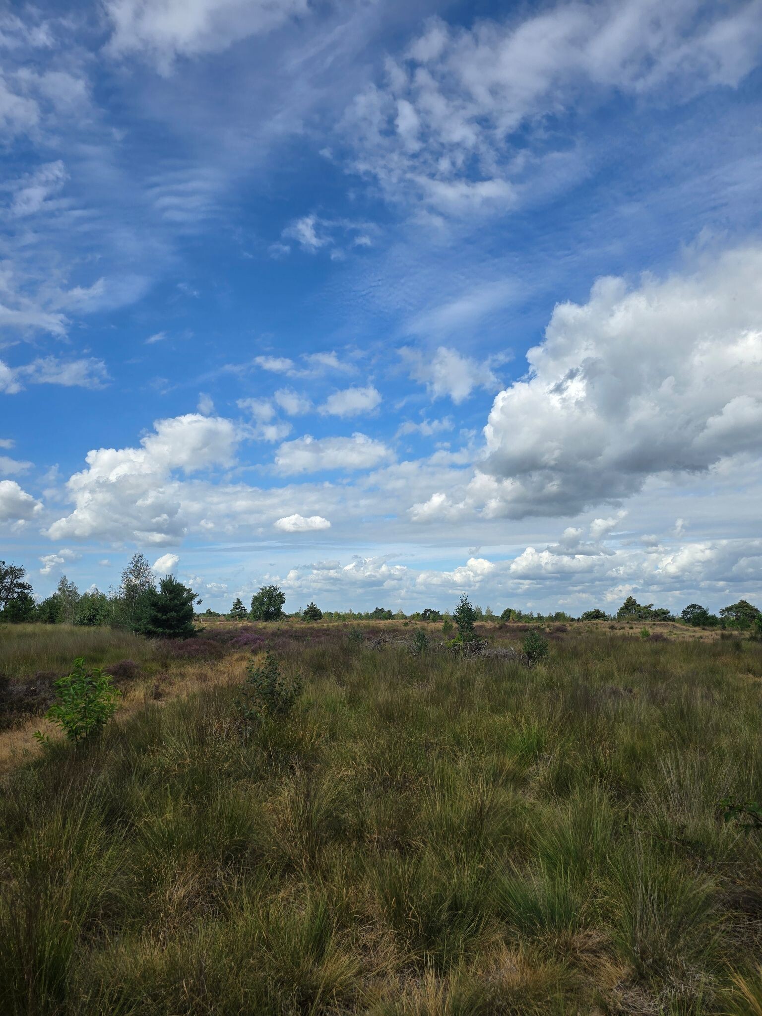 Ten miles trailrun over de Strabrechtse Heide