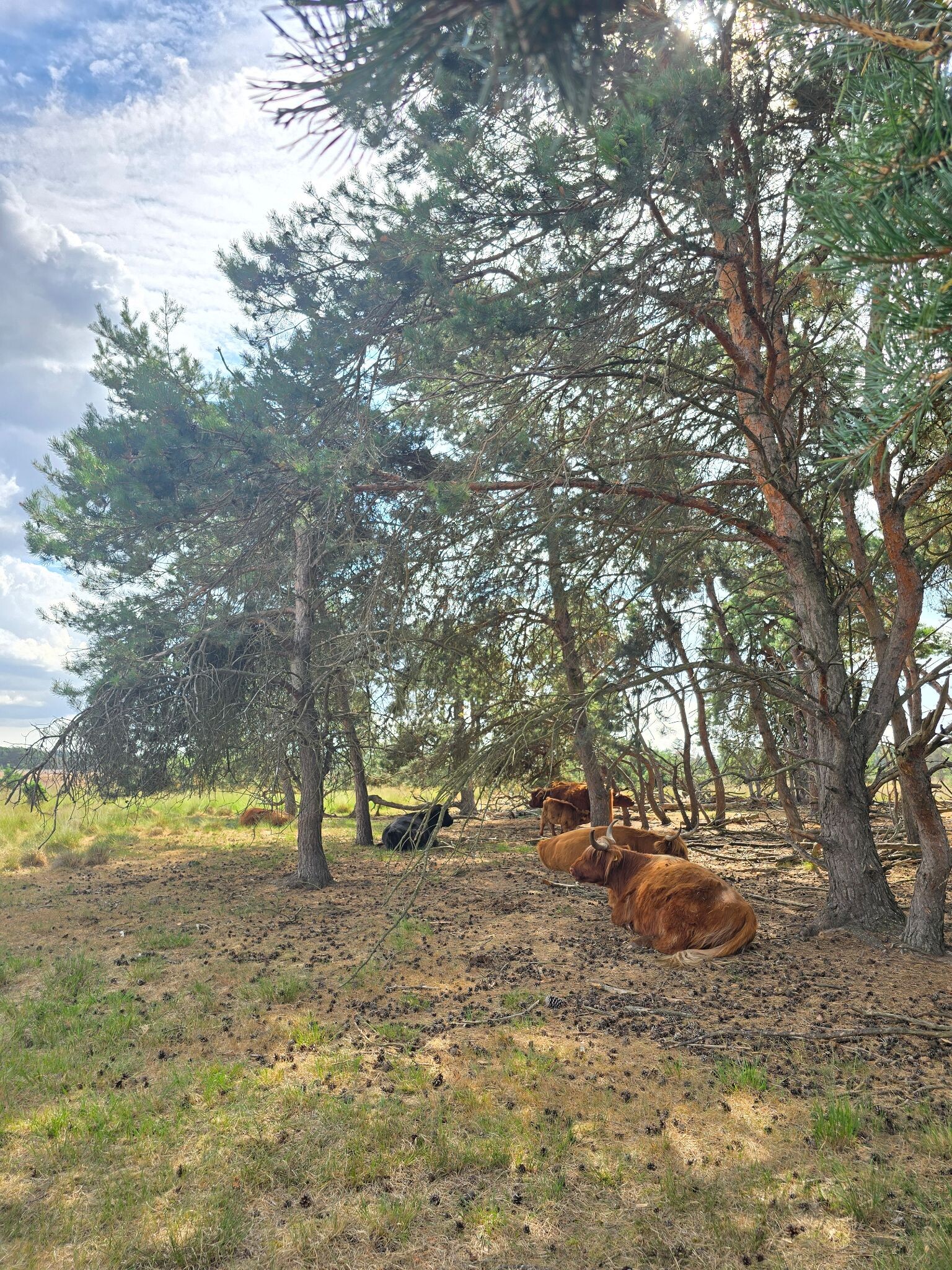 Ten miles trailrun over de Strabrechtse Heide