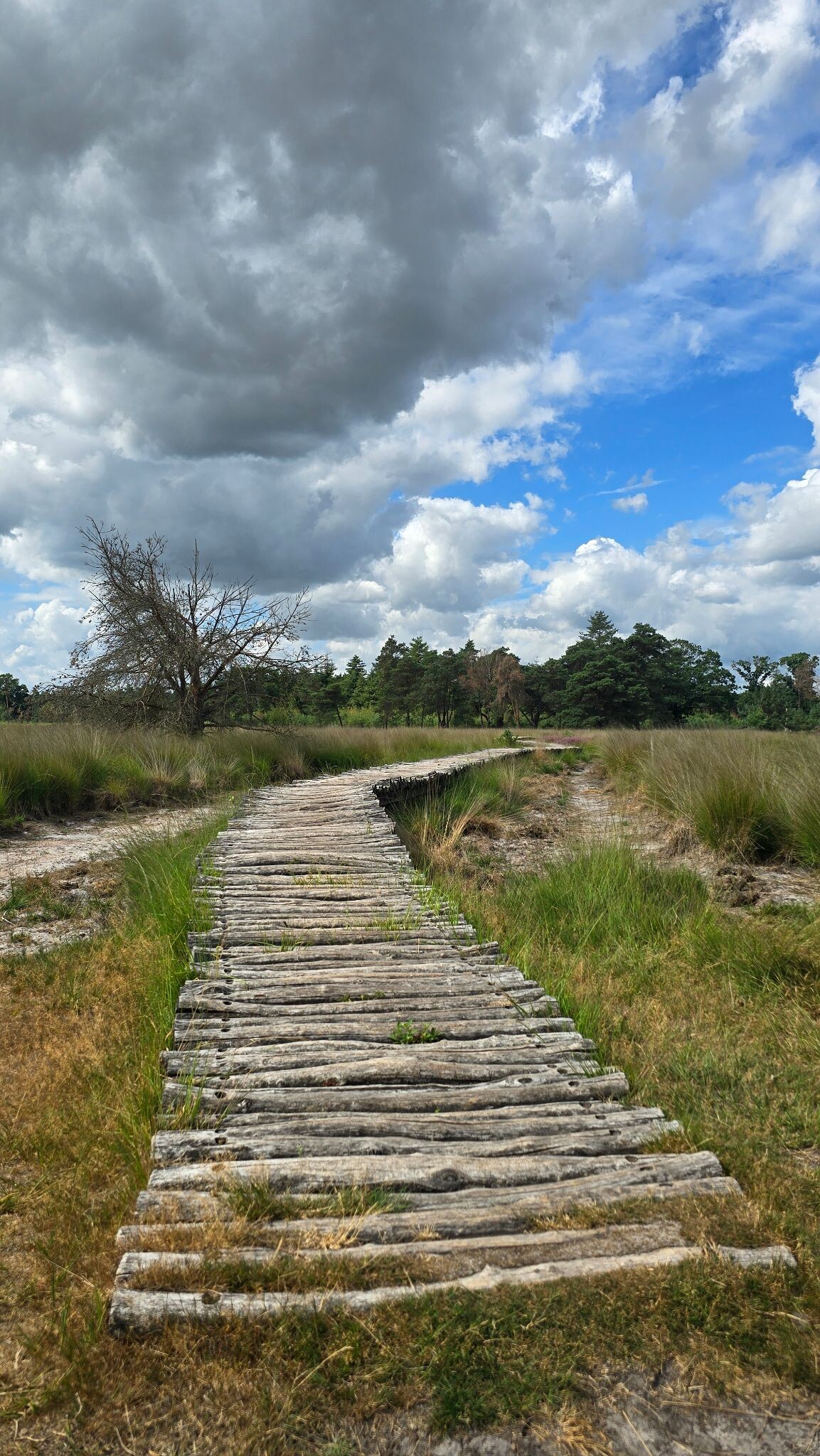 Ten miles trailrun over de Strabrechtse Heide