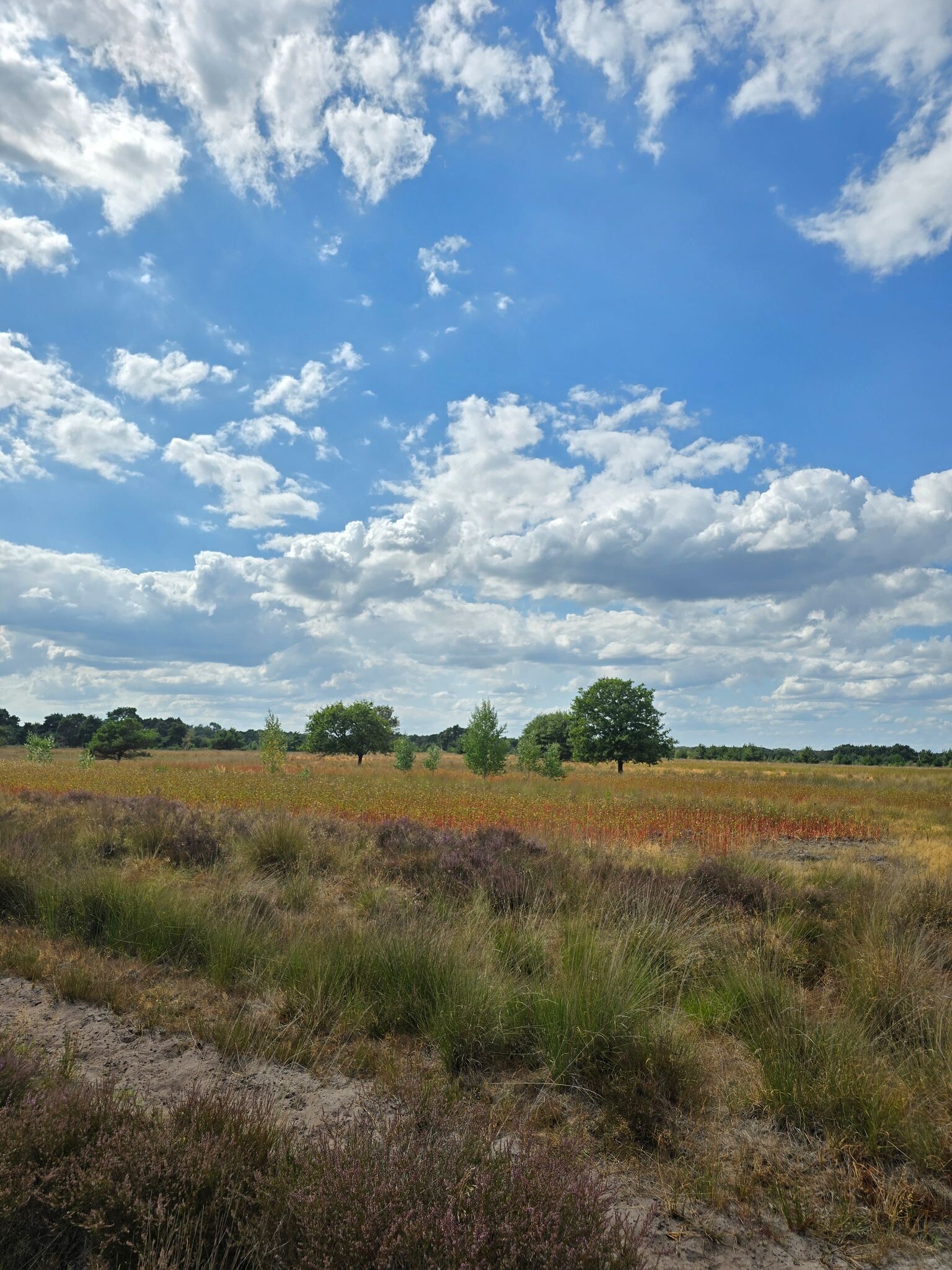 Wandelroute vennen Strabrechtse Heide