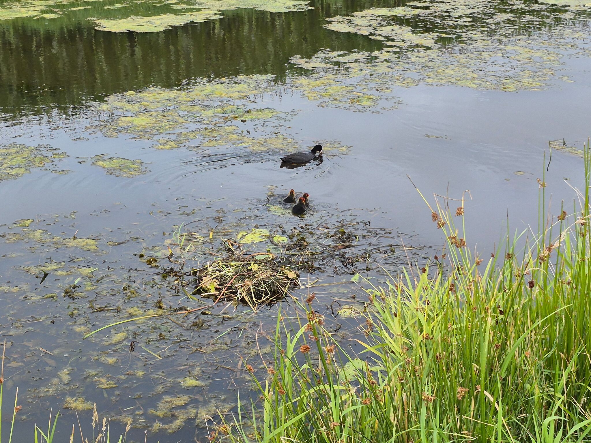 Coevorden