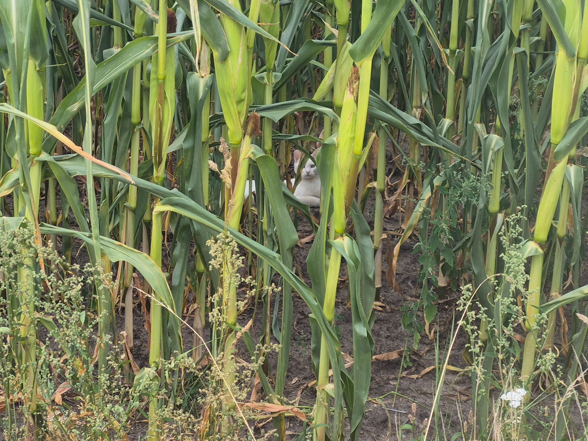 Coevorden - Hardenberg · Pieterpad etappe 8