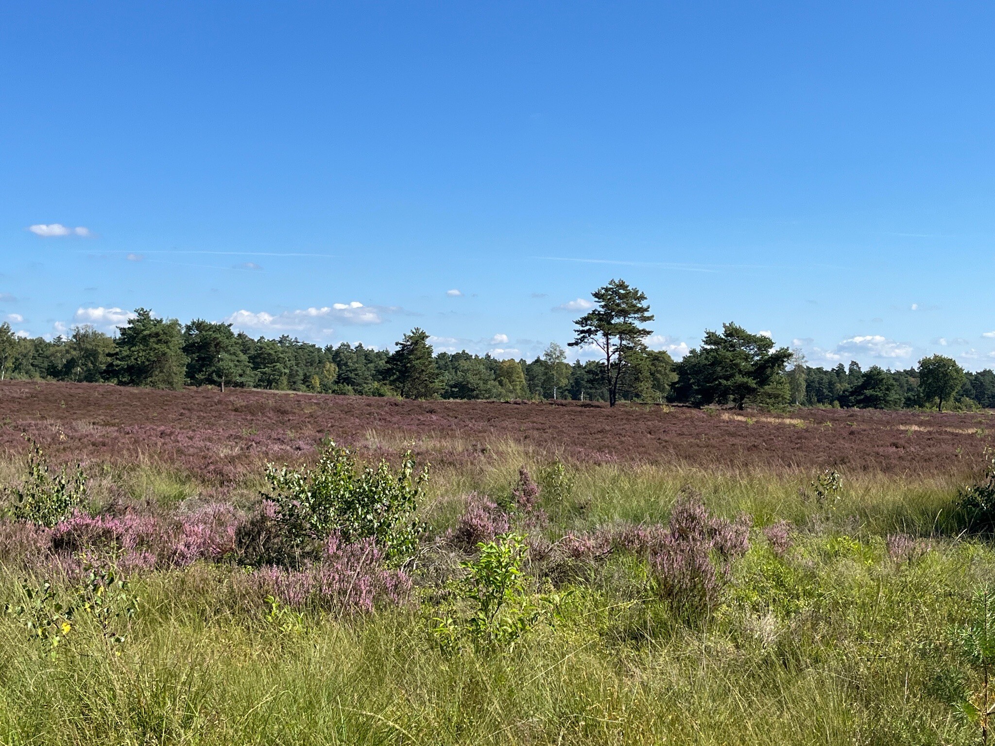 Vierhouten - Vaassen · Veluwe Zwerfpad etappe 11