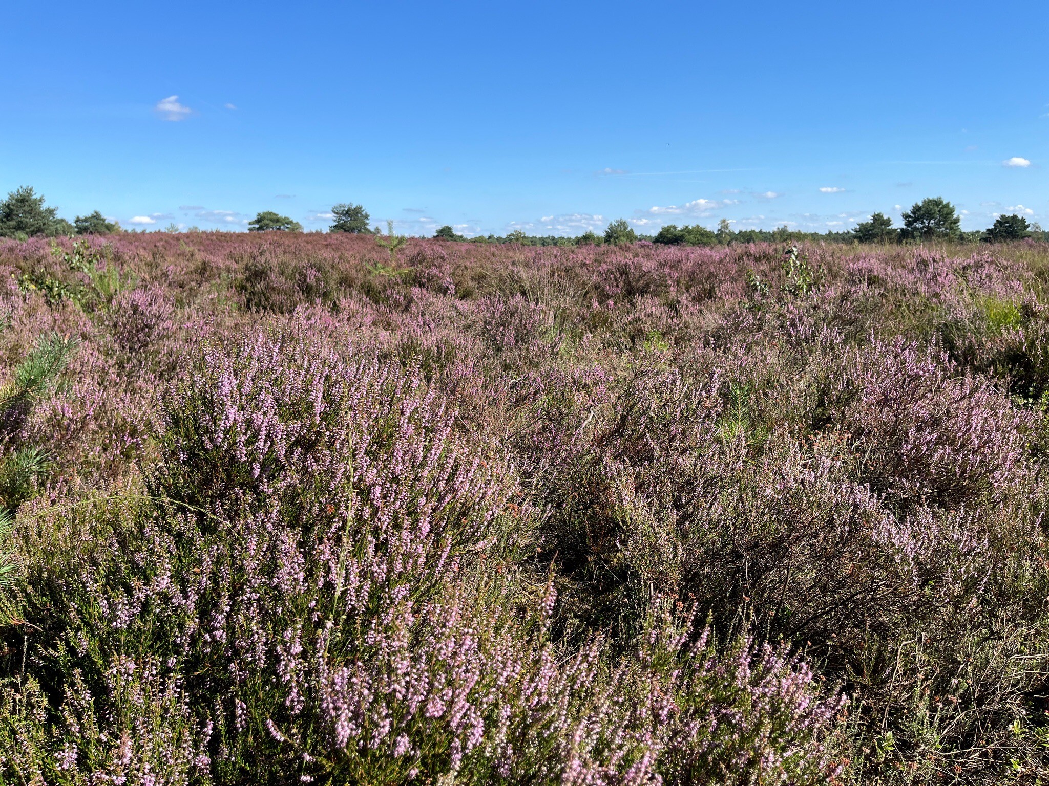 Vierhouten - Vaassen · Veluwe Zwerfpad etappe 11
