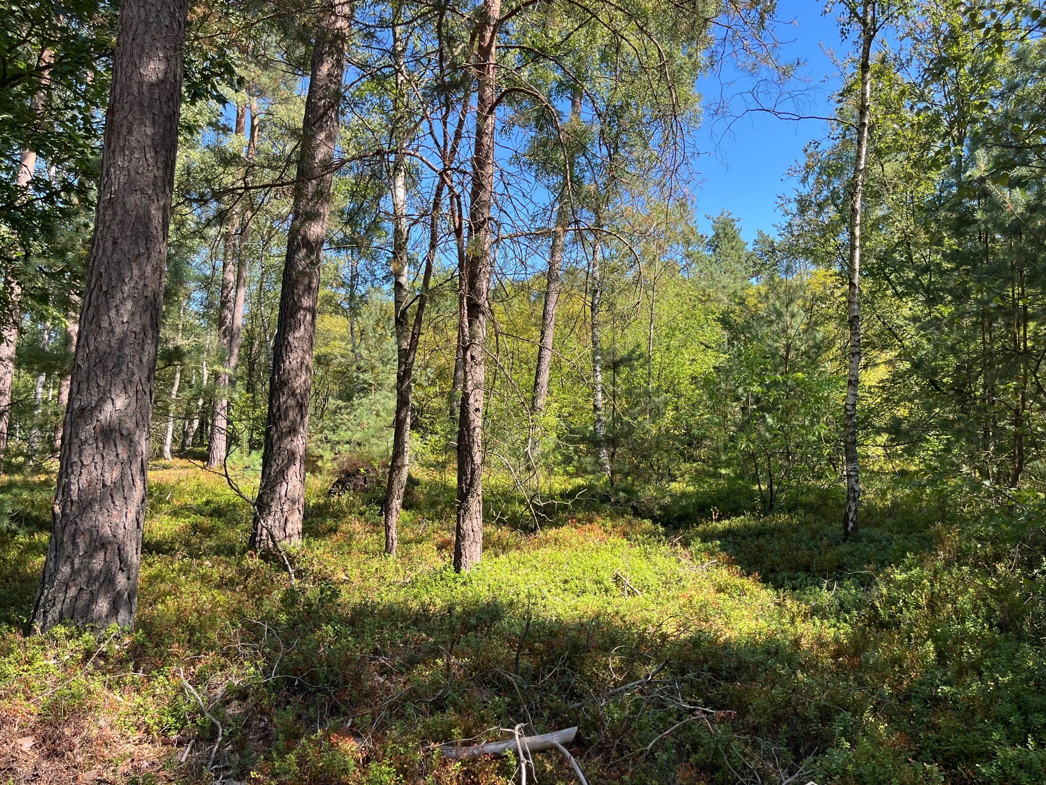 Vierhouten - Vaassen · Veluwe Zwerfpad etappe 11