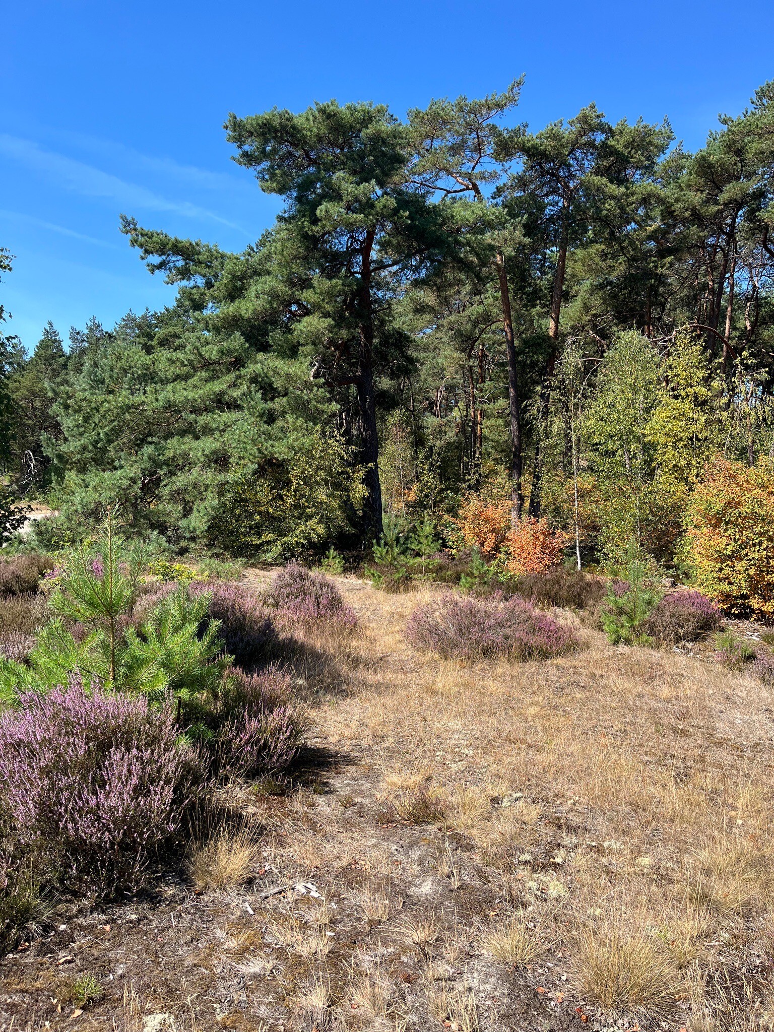 Rondje Veluwe 17 - Hulshorst - Nunspeet