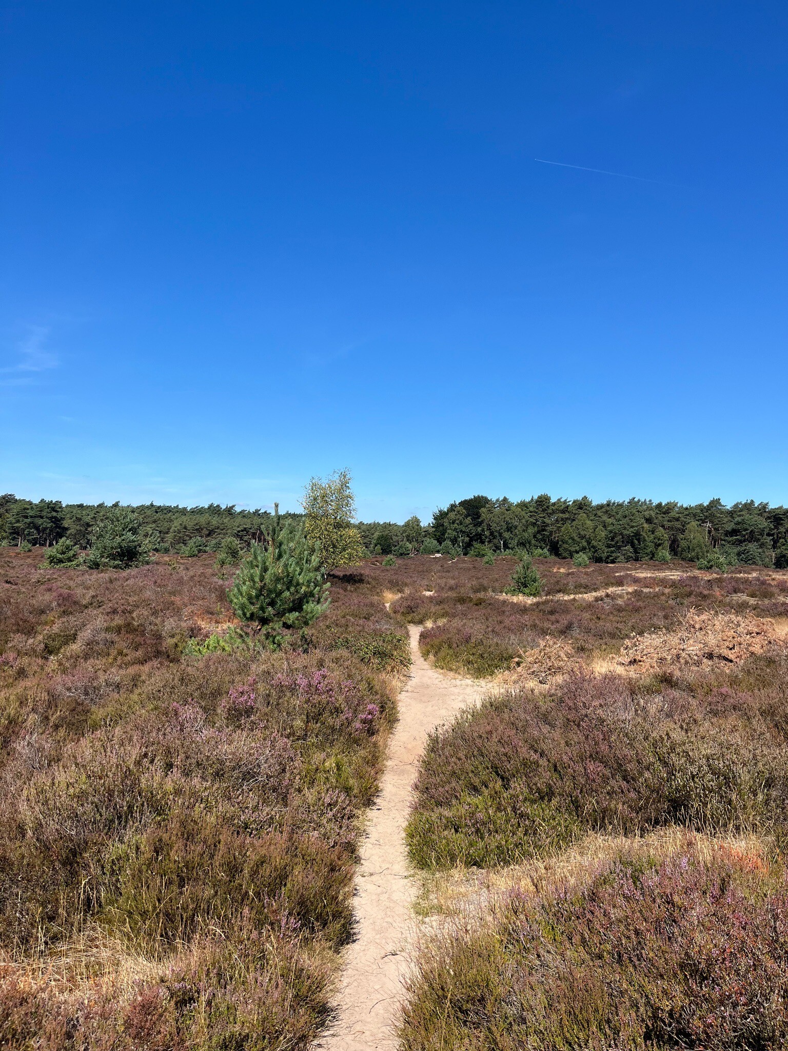Stuifzand- en heidewandeling rond het Hulshorsterzand