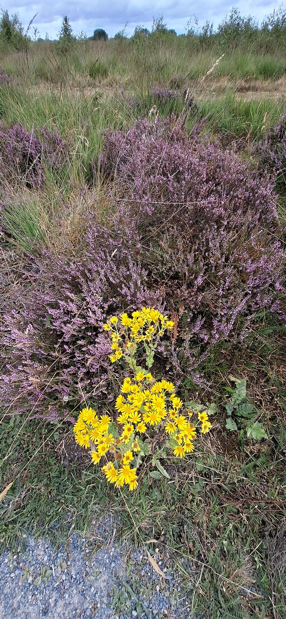 Boswachterspad Erfgoedroute