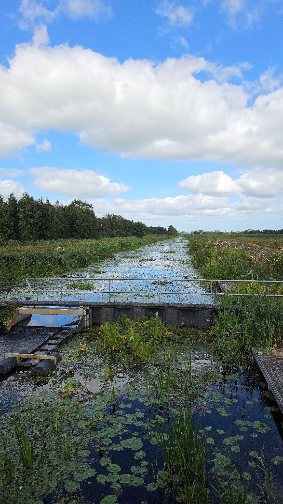 De Alde Feanen