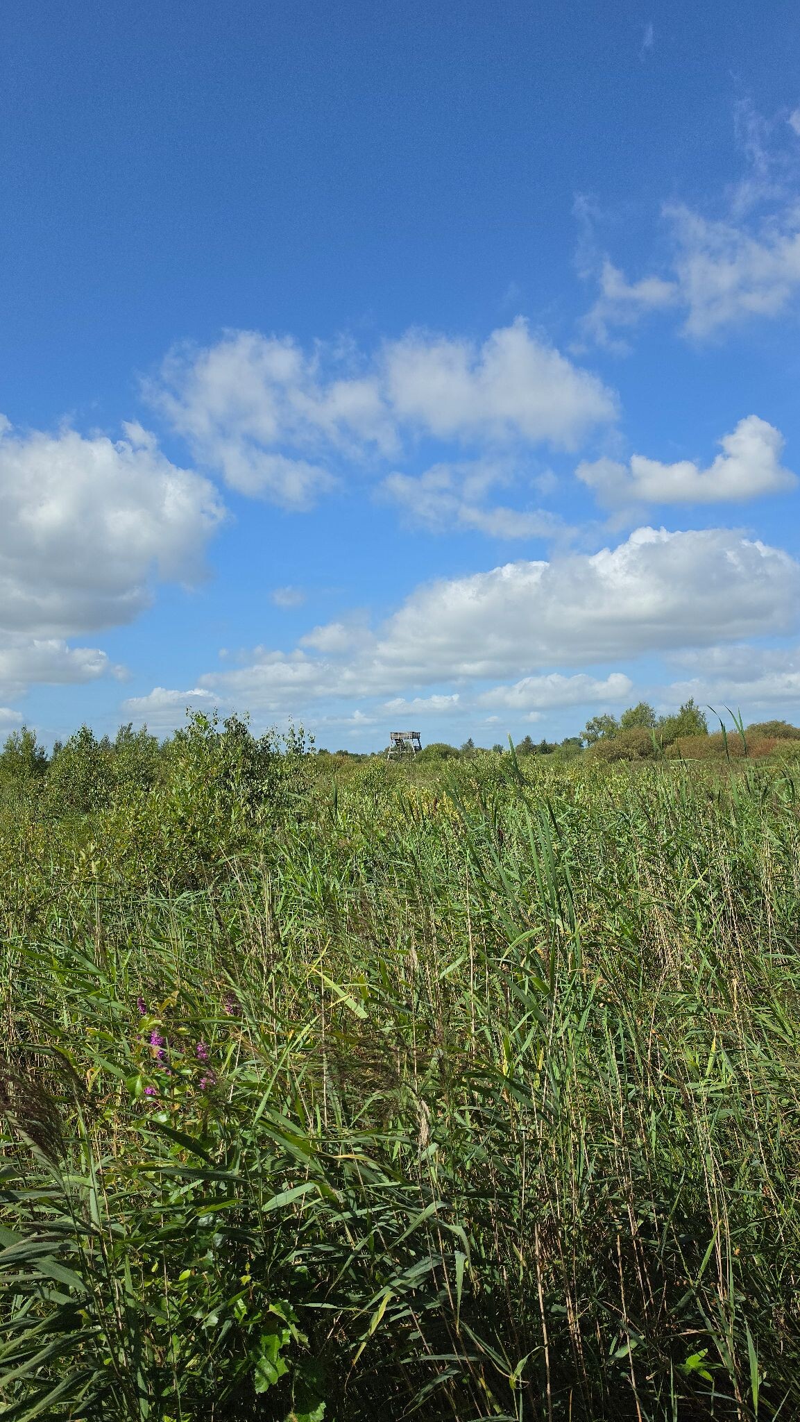 De Alde Feanen