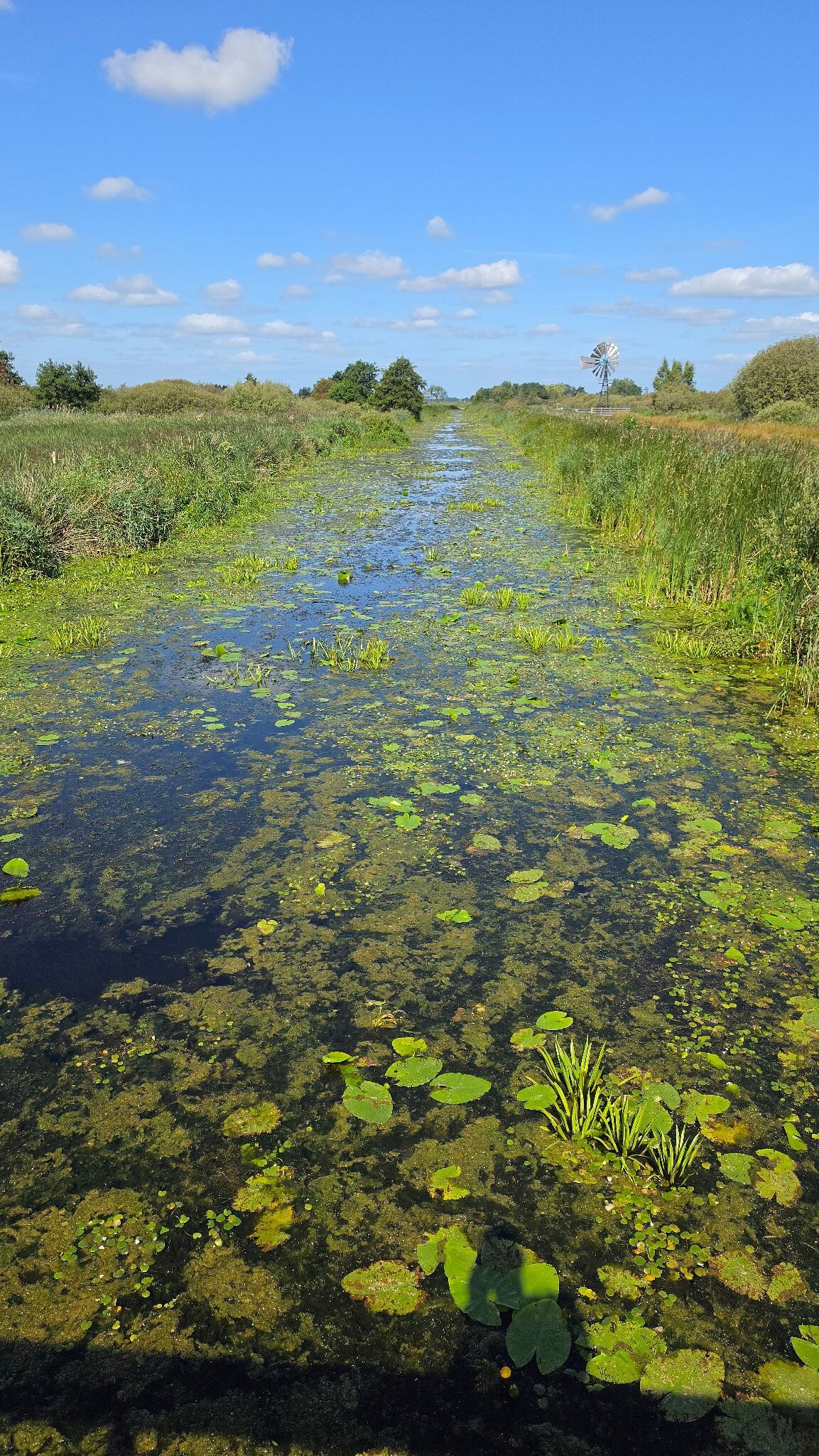 De Alde Feanen