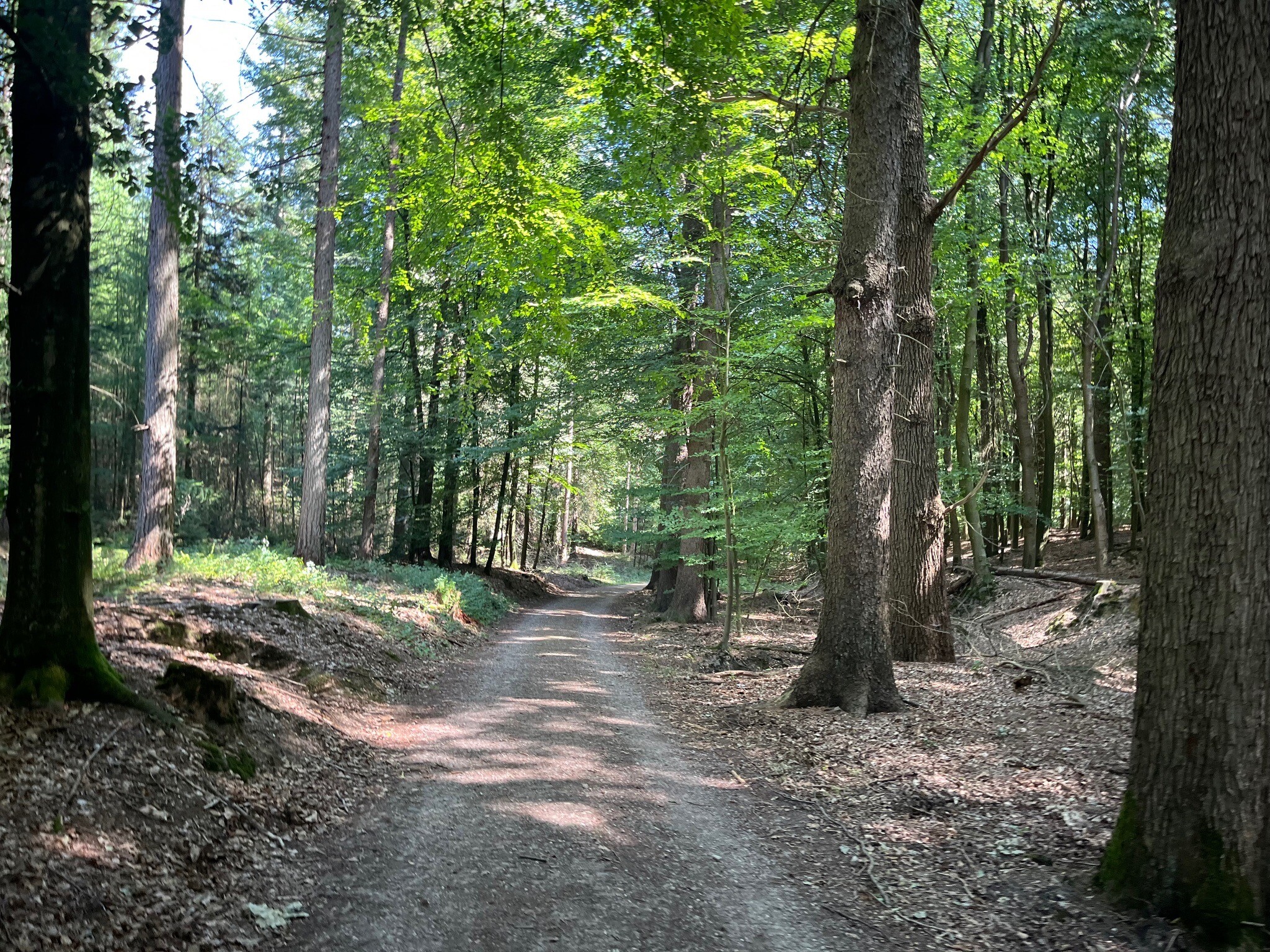 Dieren - Rheden · Veluwe Zwerfpad etappe 17
