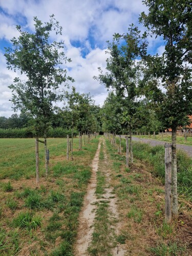 Borne - Delden · Marskramerpad etappe 3