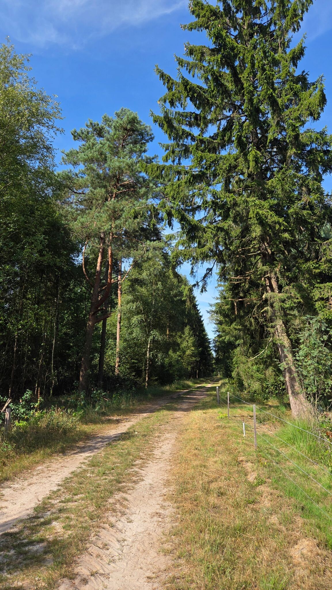 Wandelroute Gijsselterplassen