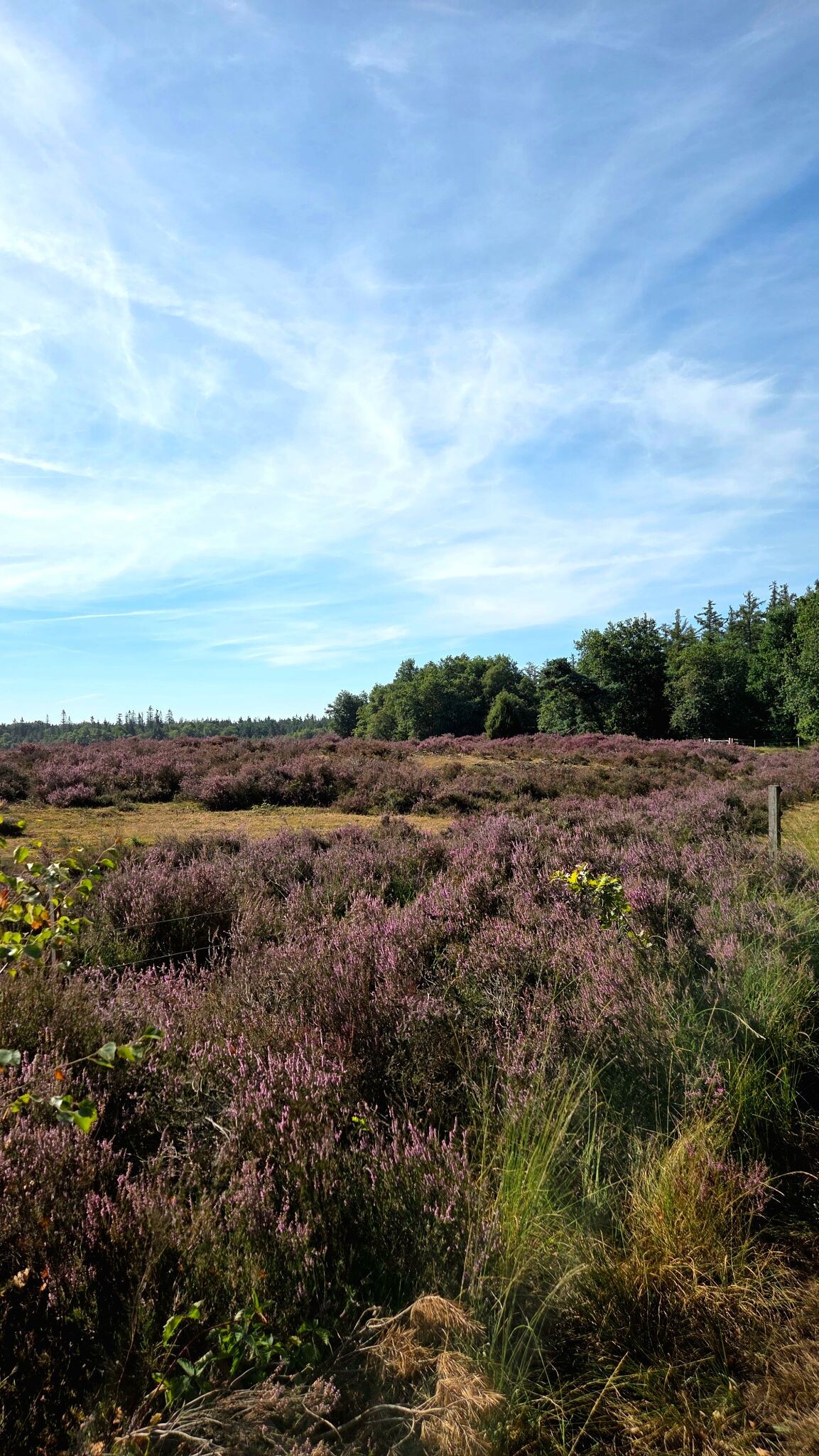 Wandelroute Gijsselterplassen