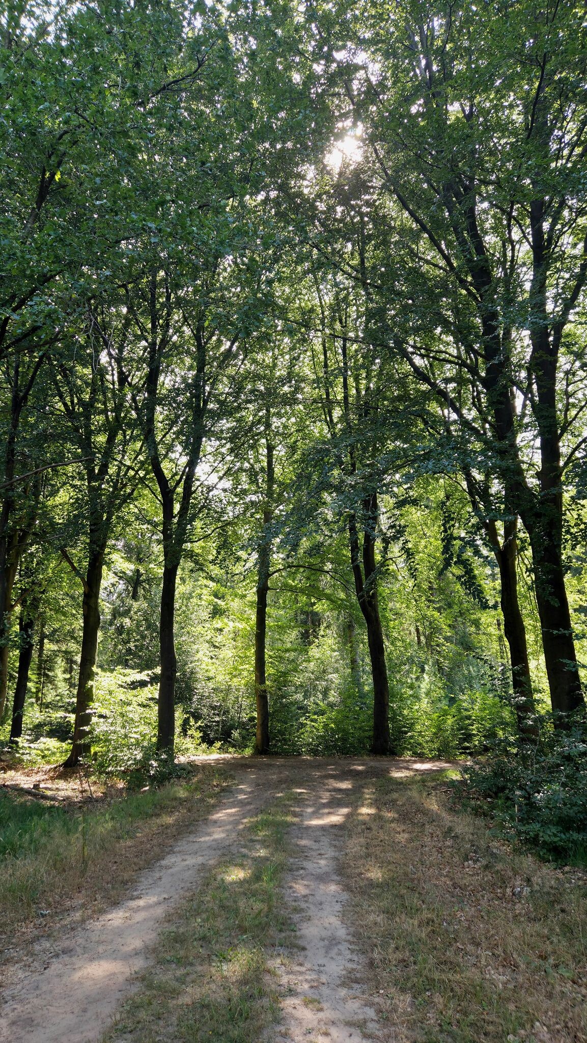 Wandelroute Gijsselterplassen