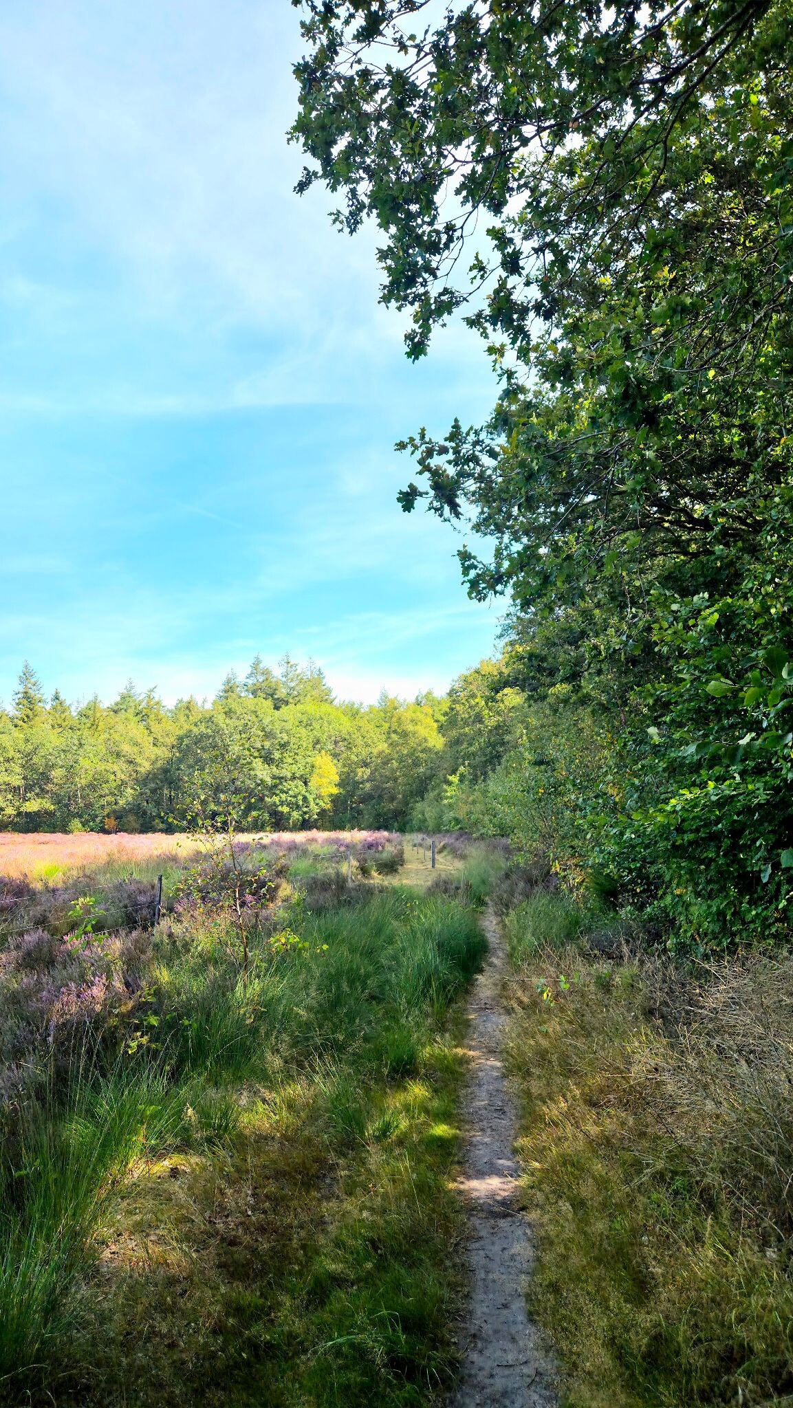 Wandelroute Gijsselterplassen