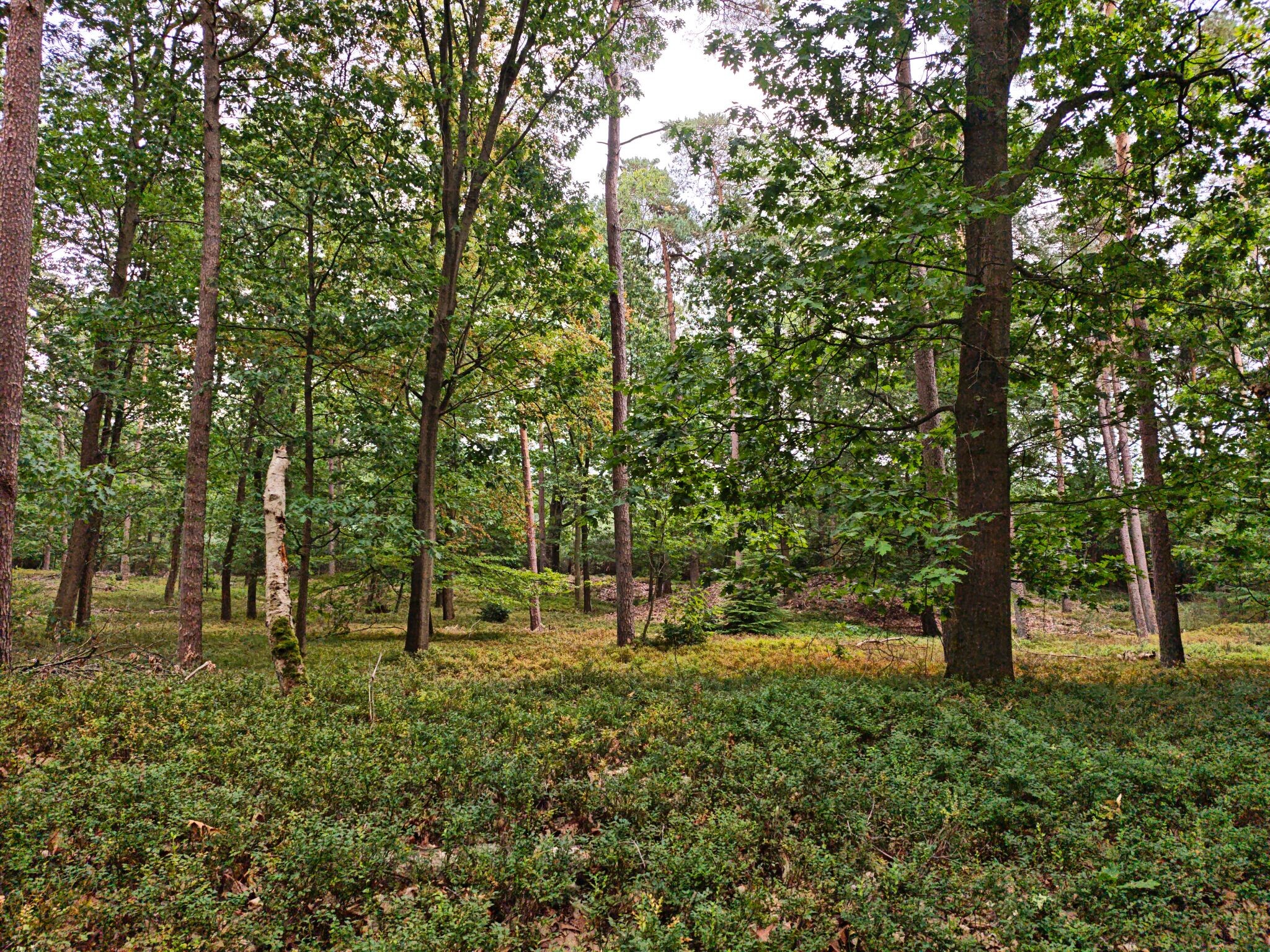 Wandelroute Lierderholt