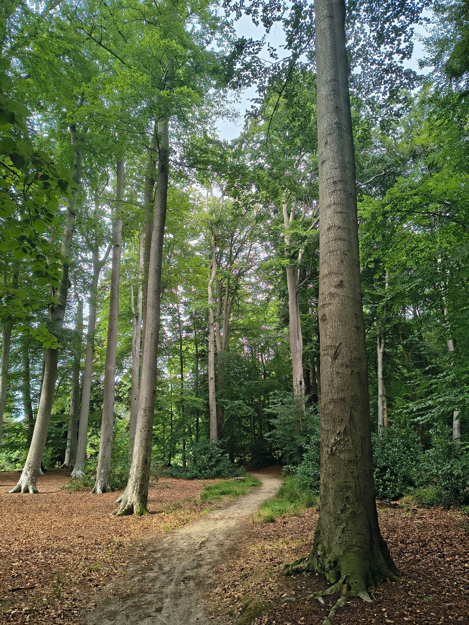 Paterswolde