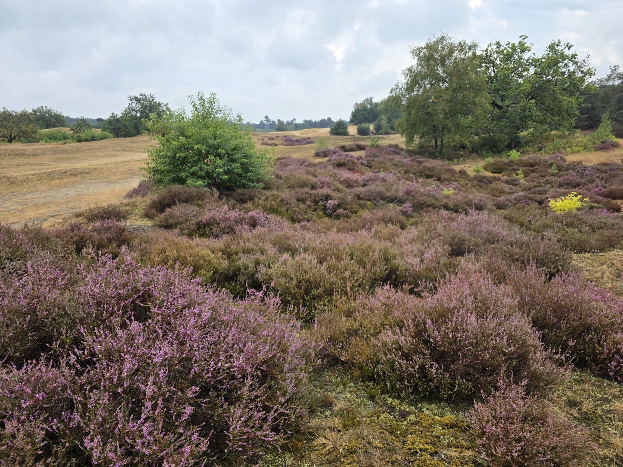 Voorthuizen