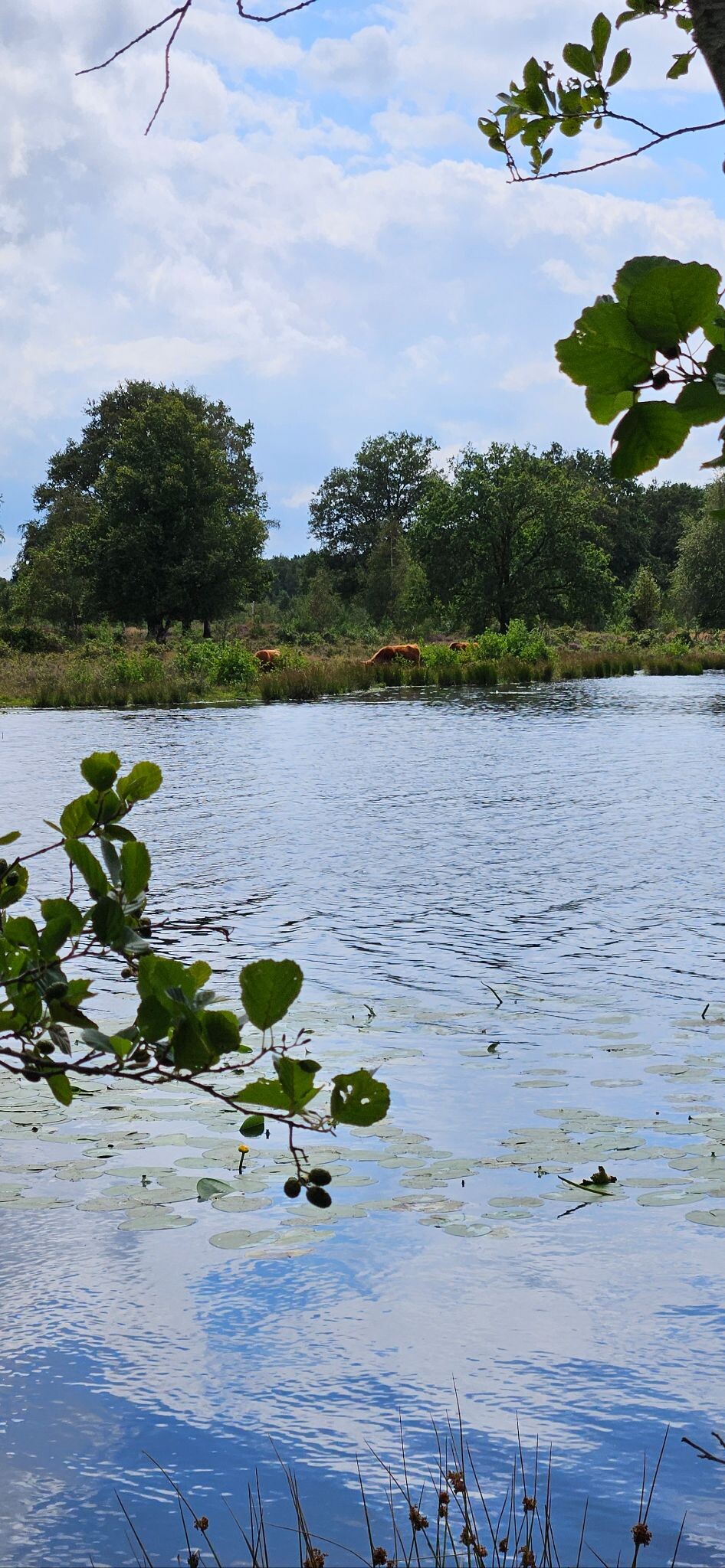 Zuidwolde