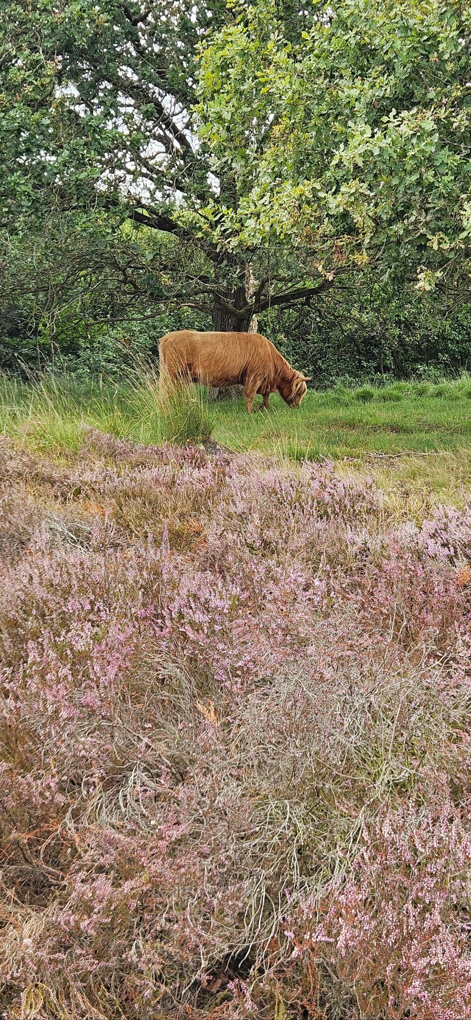 Zuidwolde