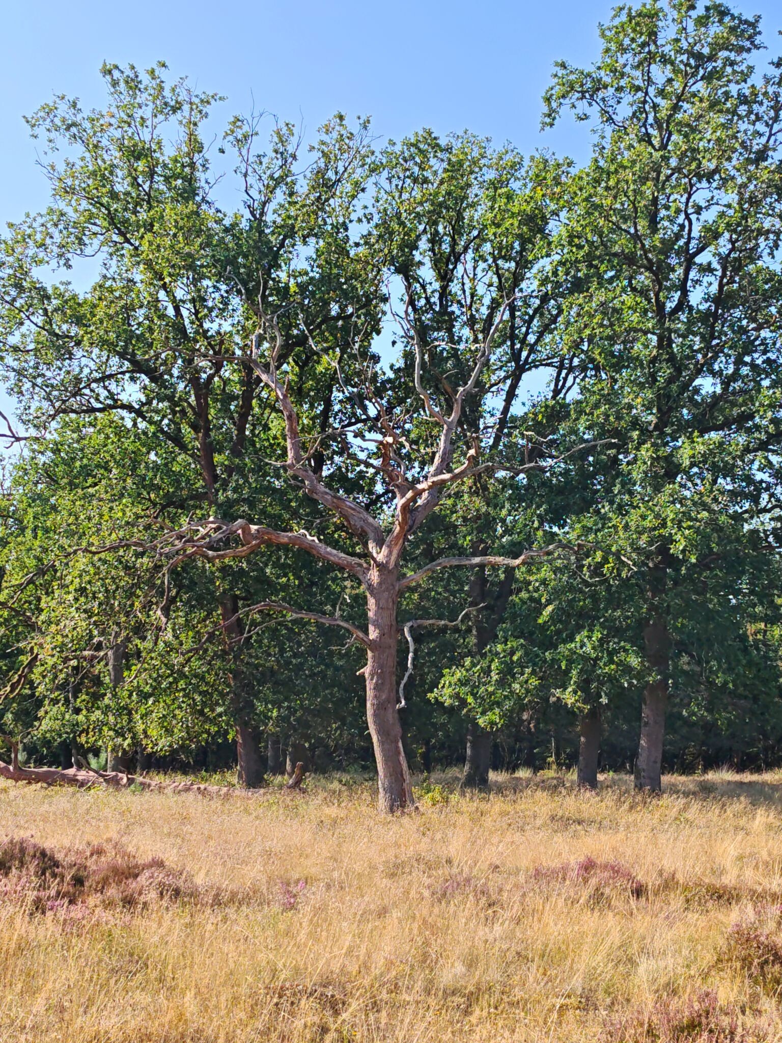 Hoenderloo - Schaarsbergen (Doorsteek 6) · Veluwe Zwerfpad etappe 25