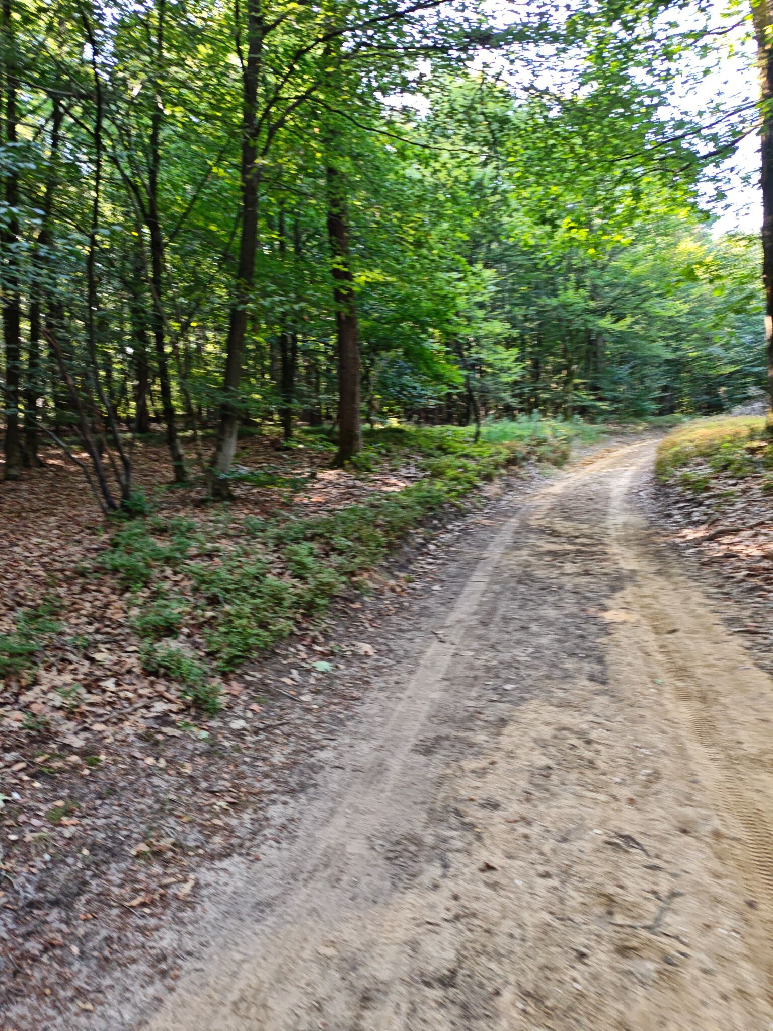 Hoenderloo - Schaarsbergen (Doorsteek 6) · Veluwe Zwerfpad etappe 25