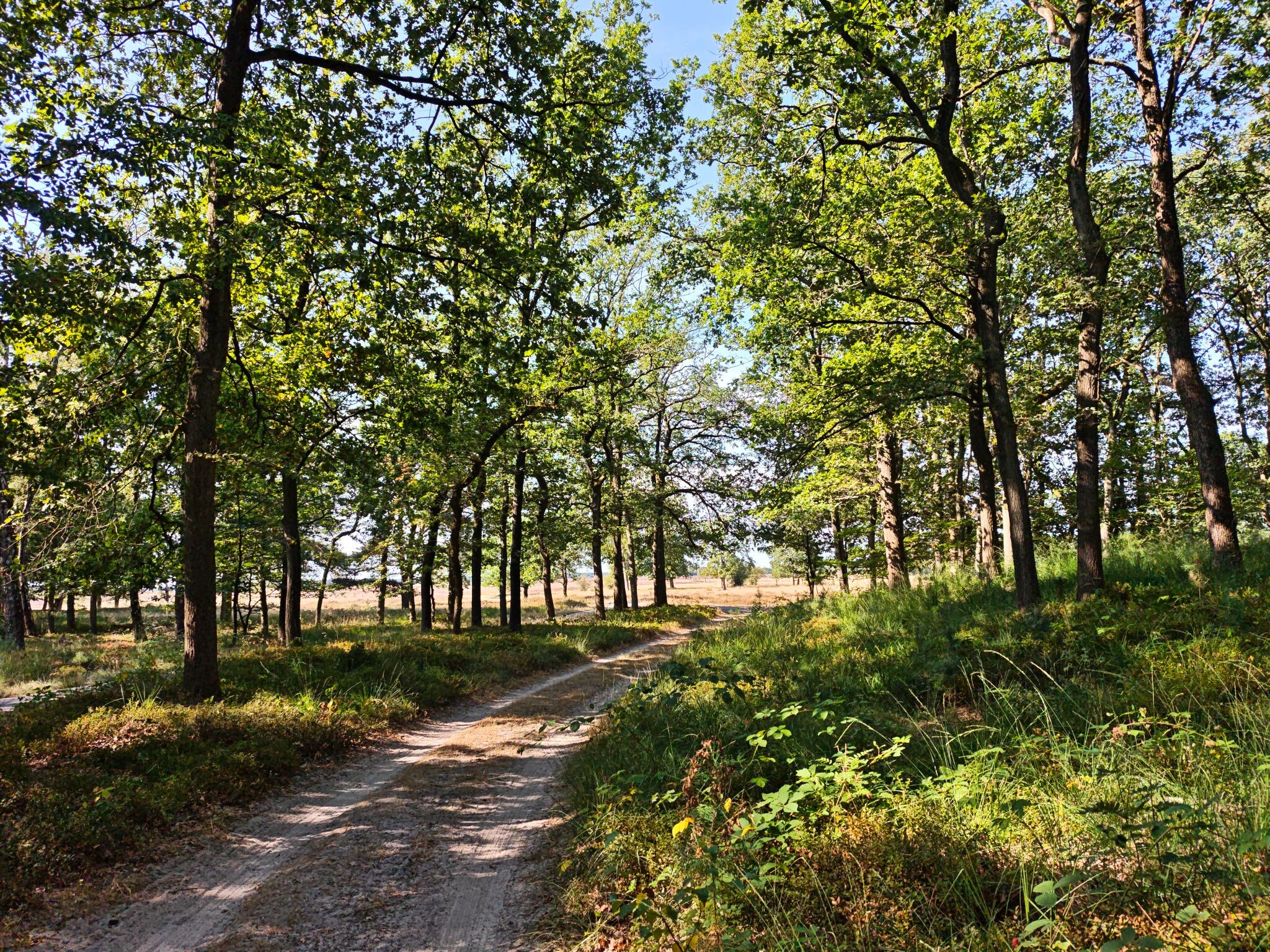Hoenderloo - Schaarsbergen (Doorsteek 6) · Veluwe Zwerfpad etappe 25