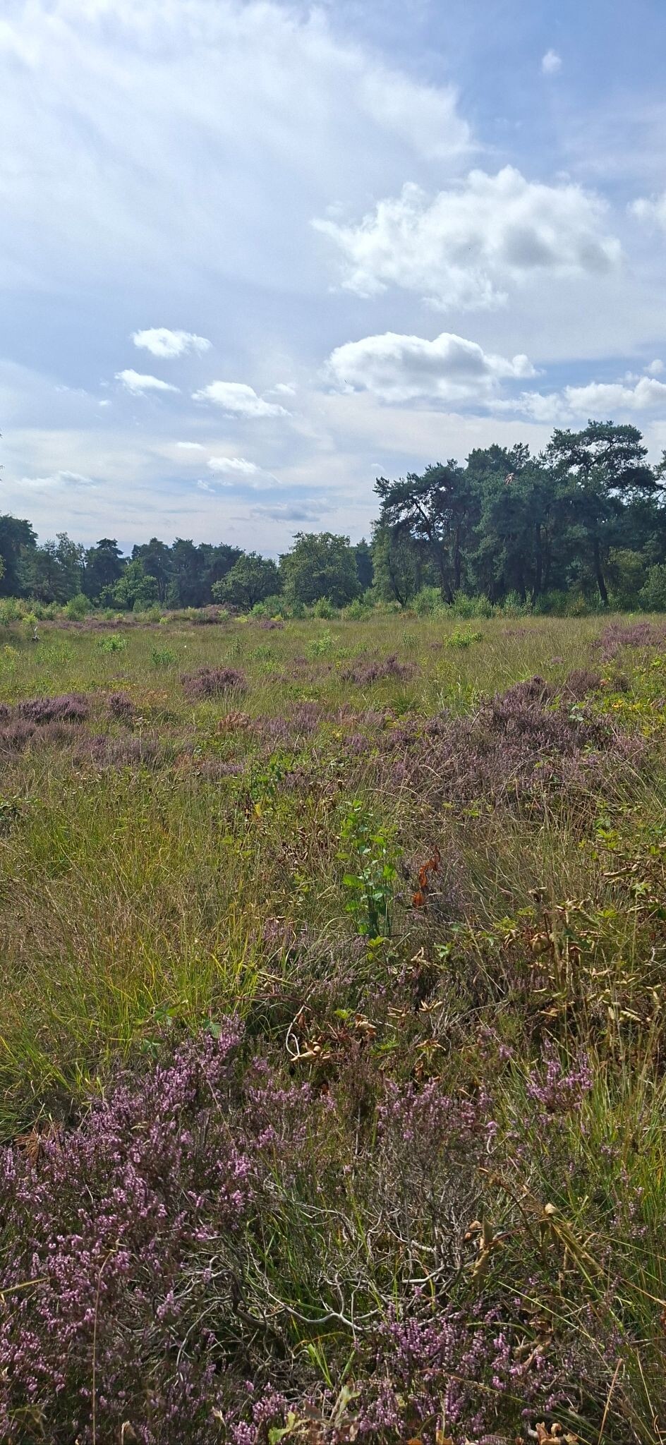 Woudenberg - Amersfoort · Utrechtpad etappe 7